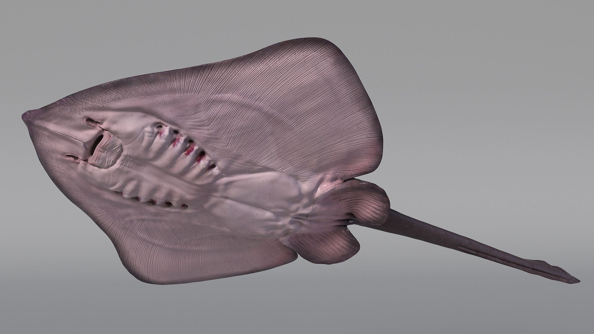 3D Bathyraja Lindbergi Gray Rigged