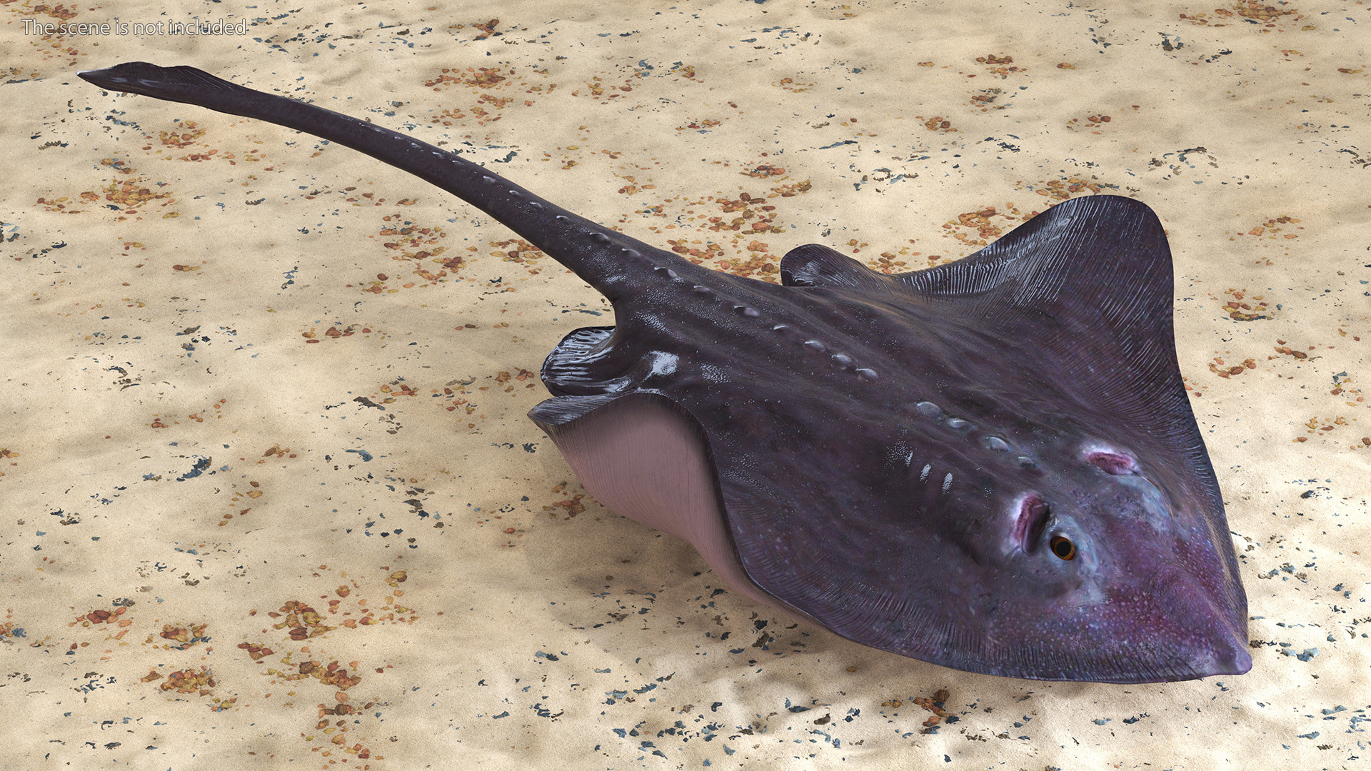 3D Bathyraja Lindbergi Gray Rigged