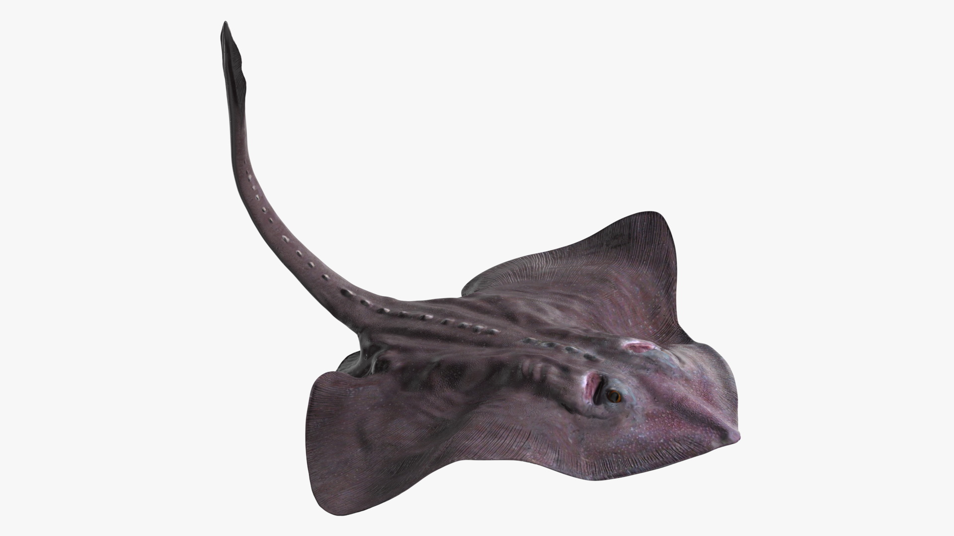 3D Bathyraja Lindbergi Gray Rigged