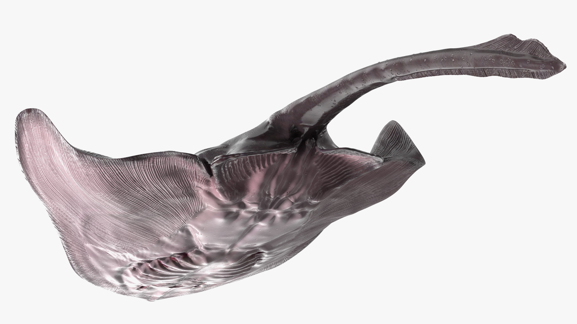 3D Bathyraja Lindbergi Gray Rigged