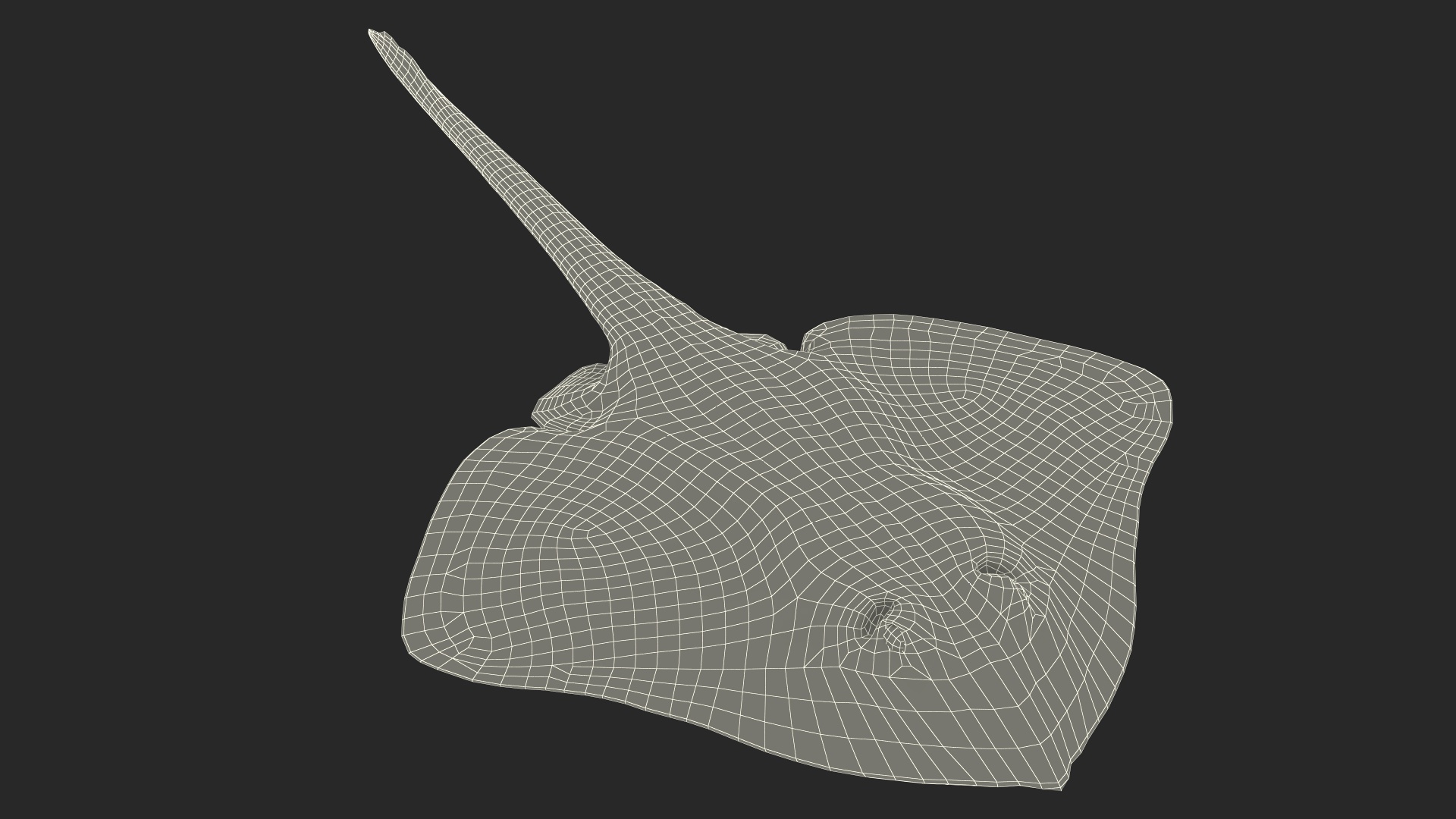 3D Bathyraja Lindbergi Gray Rigged