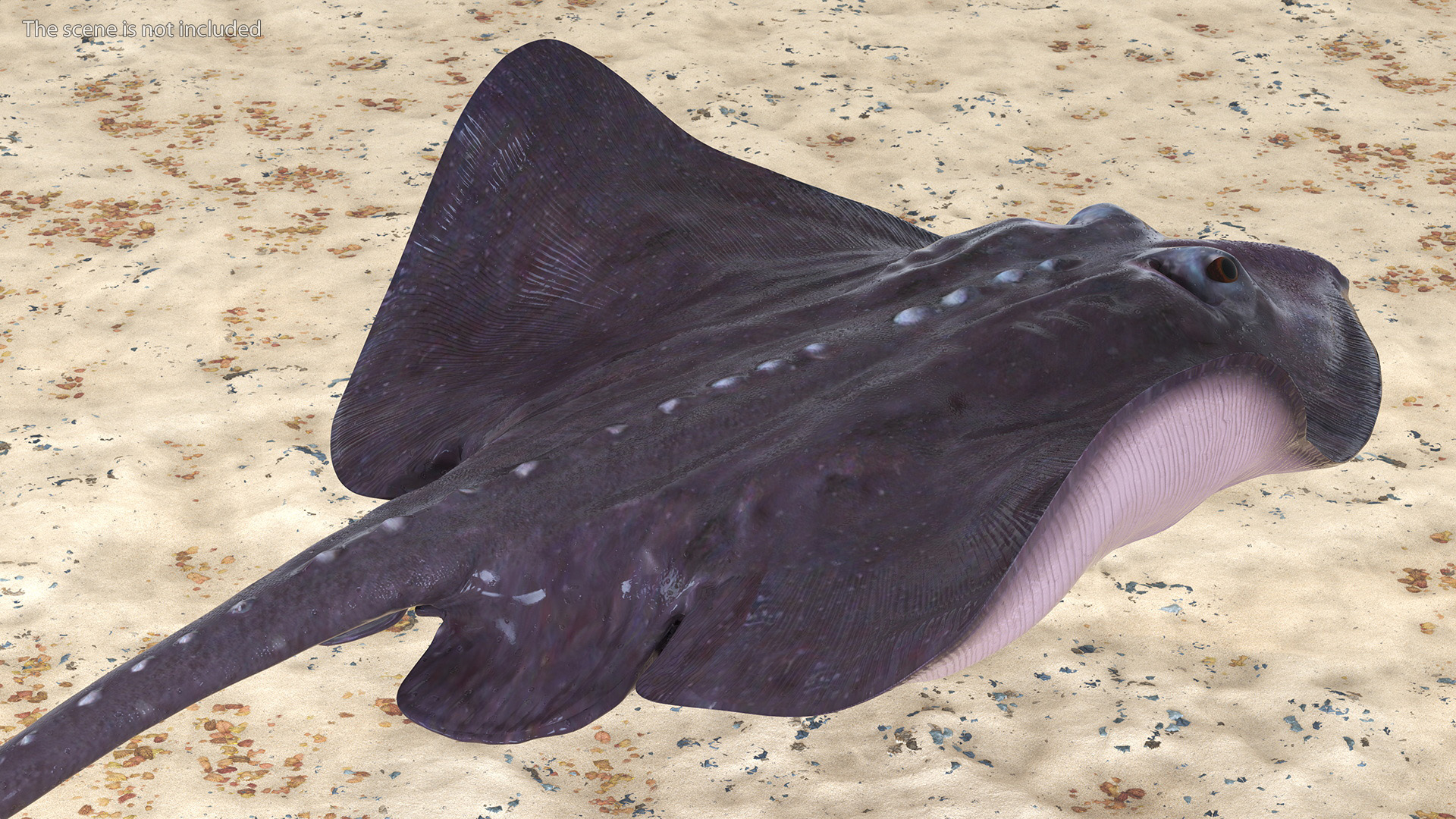 3D Bathyraja Lindbergi Gray Rigged