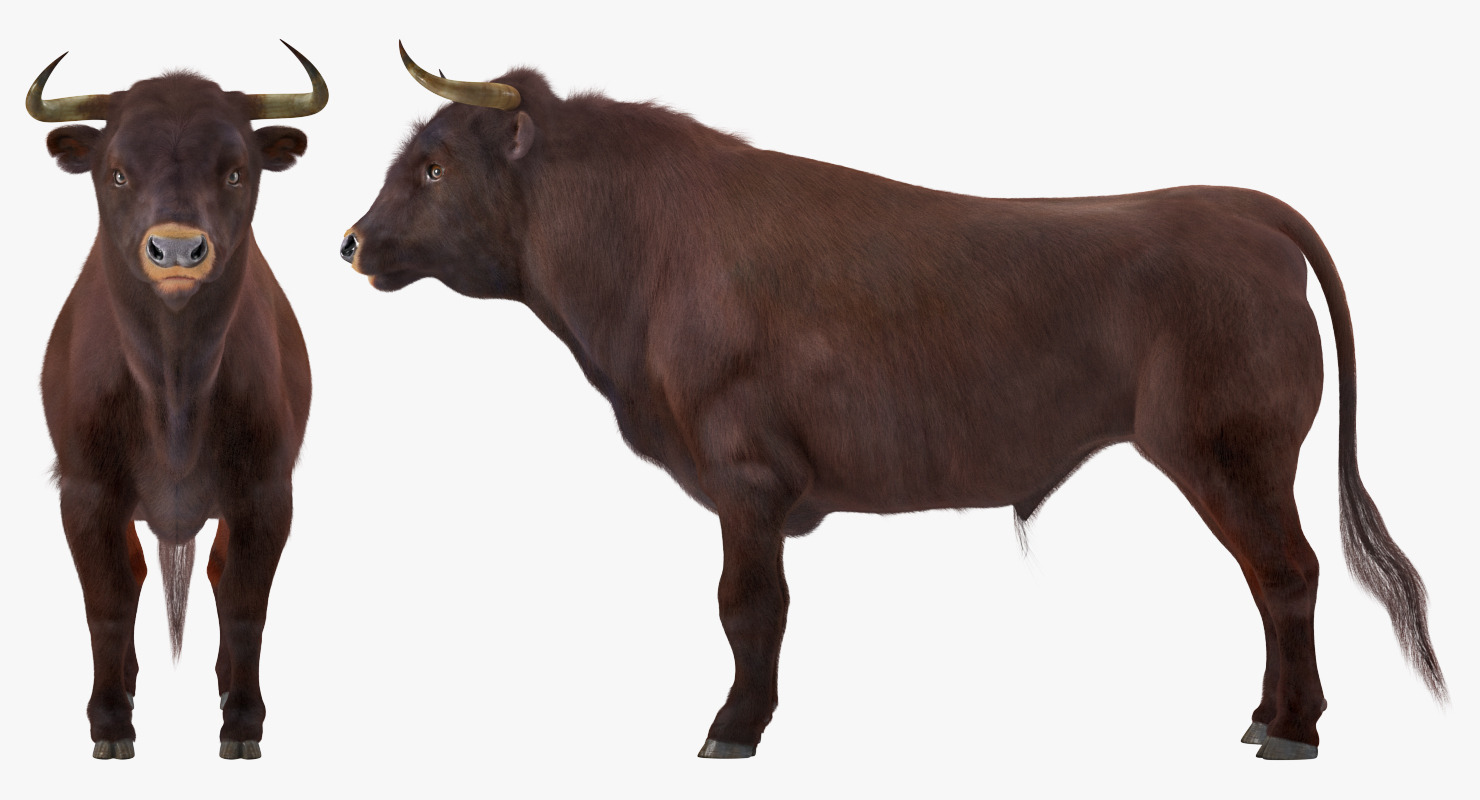 3D Bull with Fur model