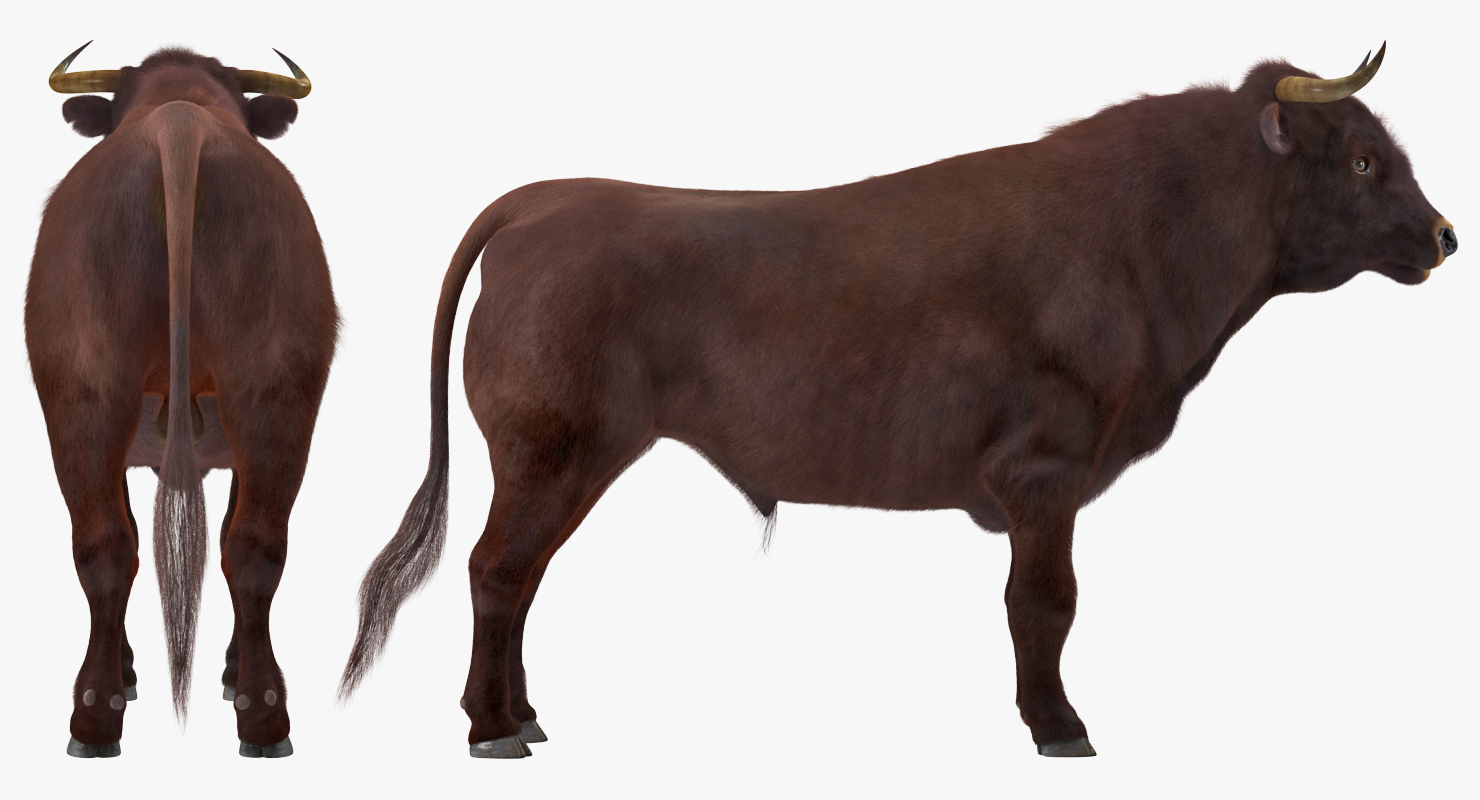 3D Bull with Fur model