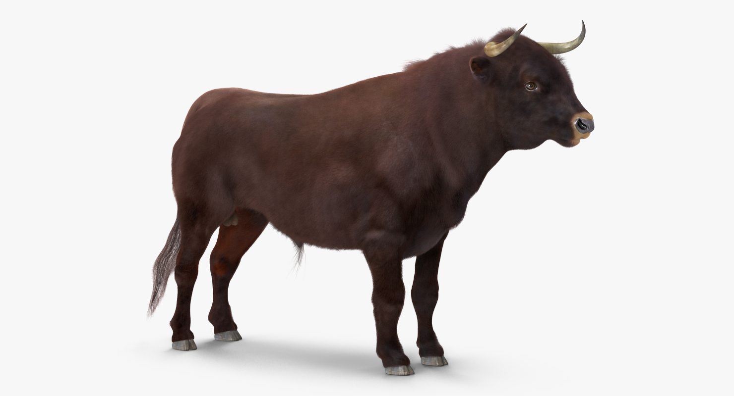 3D Bull with Fur model