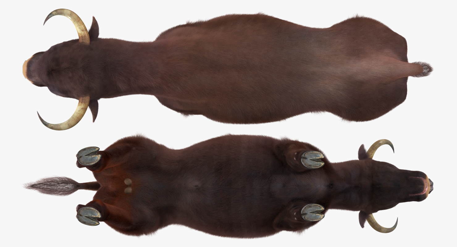 3D Bull with Fur model