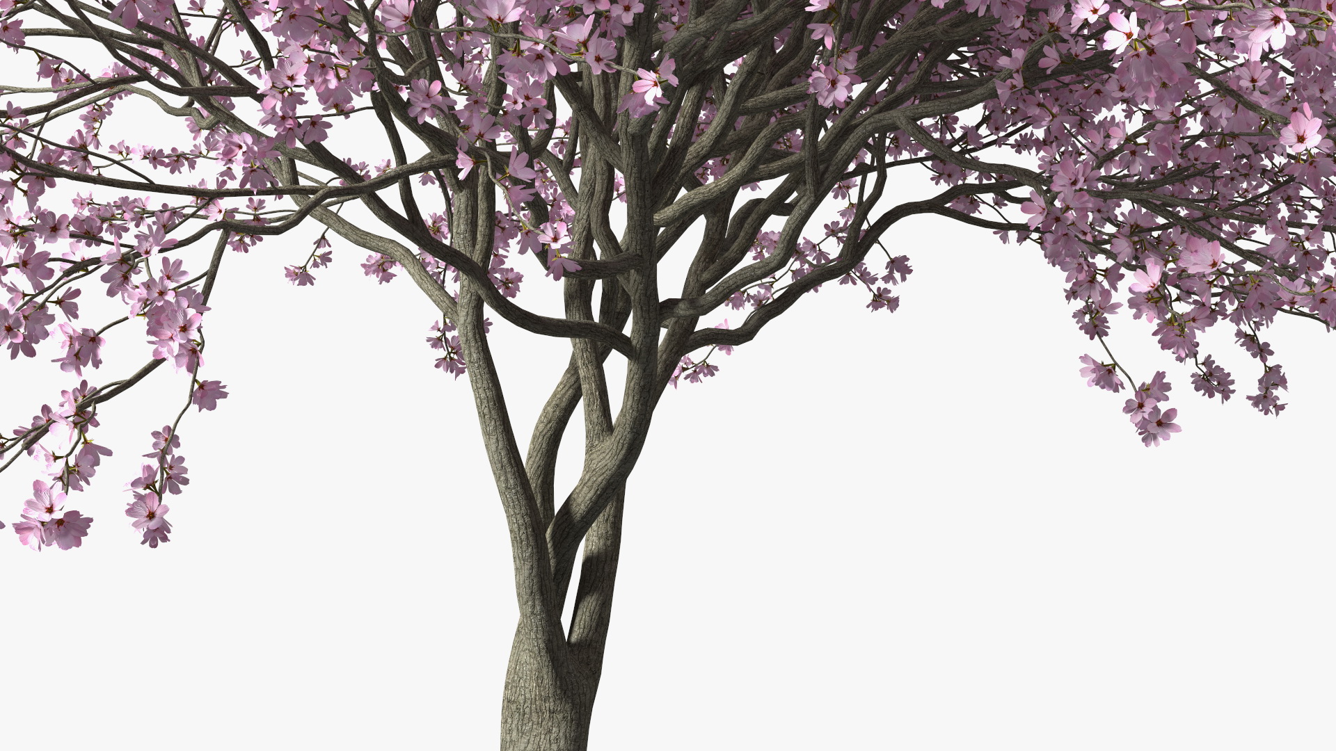 3D Flowering Purple Leaf Plum Tree