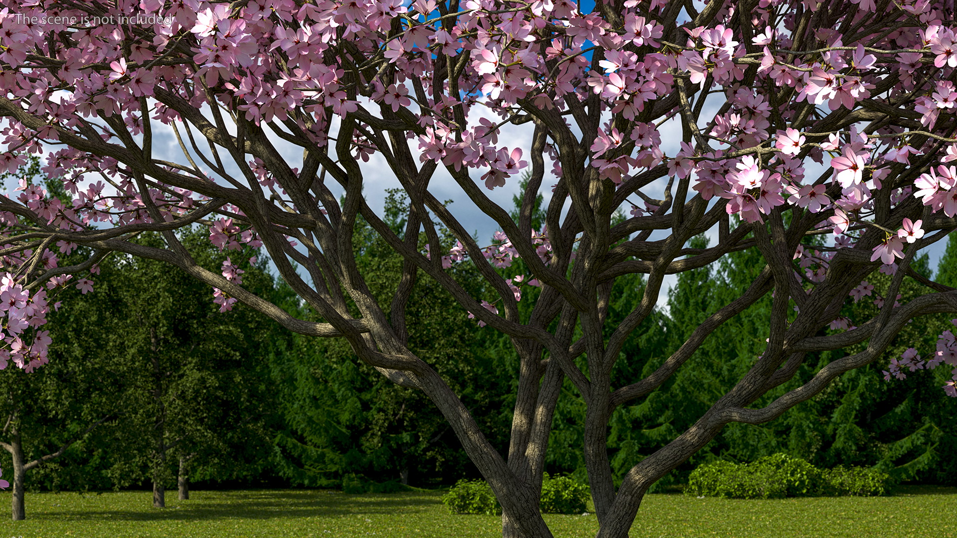 3D Flowering Purple Leaf Plum Tree