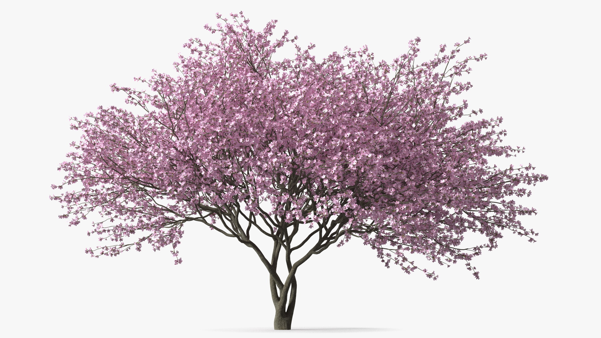 3D Flowering Purple Leaf Plum Tree