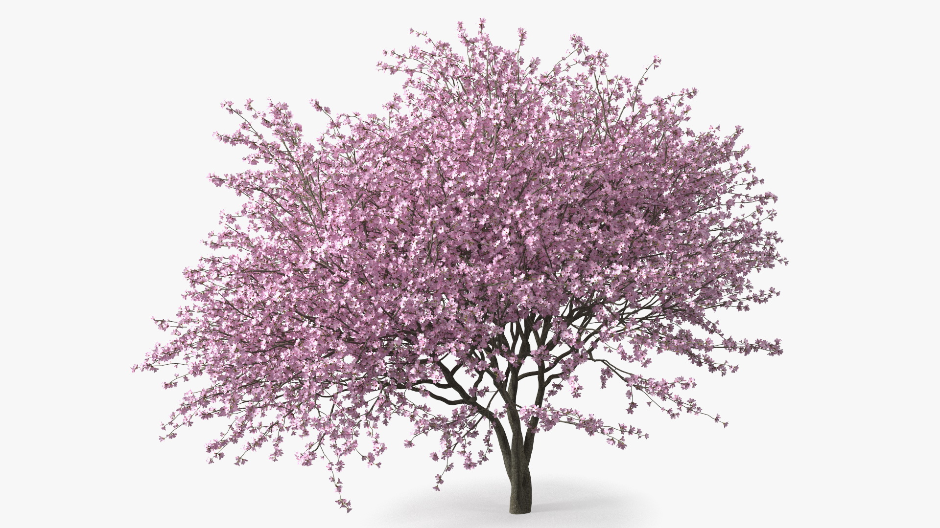 3D Flowering Purple Leaf Plum Tree