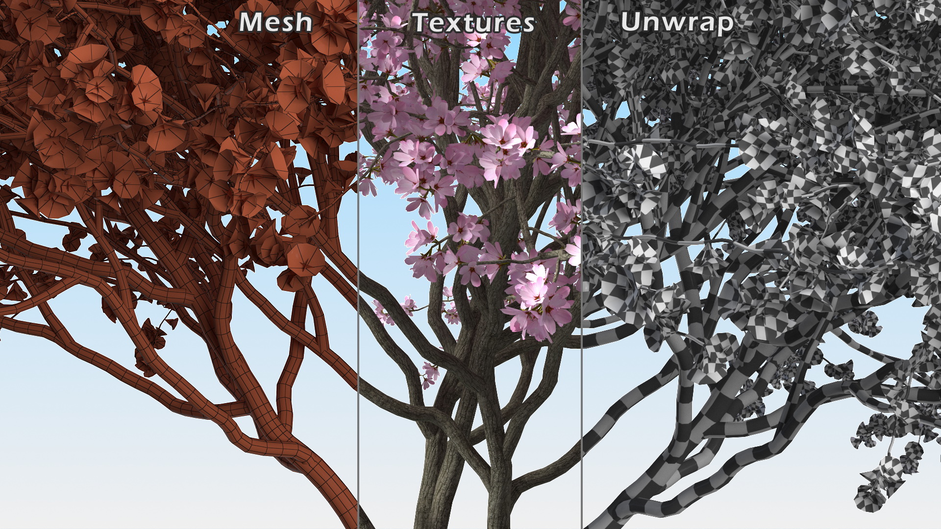 3D Flowering Purple Leaf Plum Tree