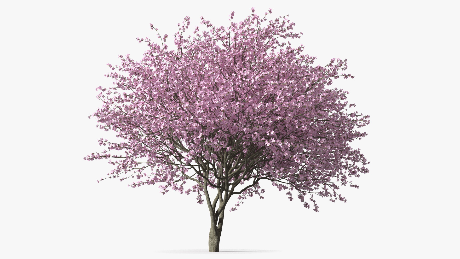 3D Flowering Purple Leaf Plum Tree