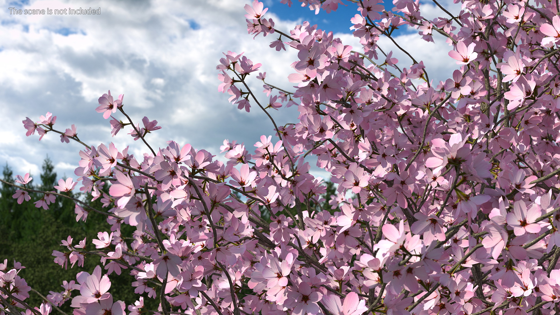 3D Flowering Purple Leaf Plum Tree