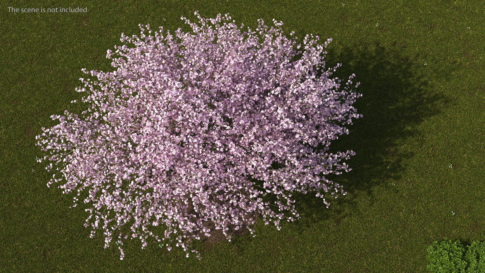3D Flowering Purple Leaf Plum Tree