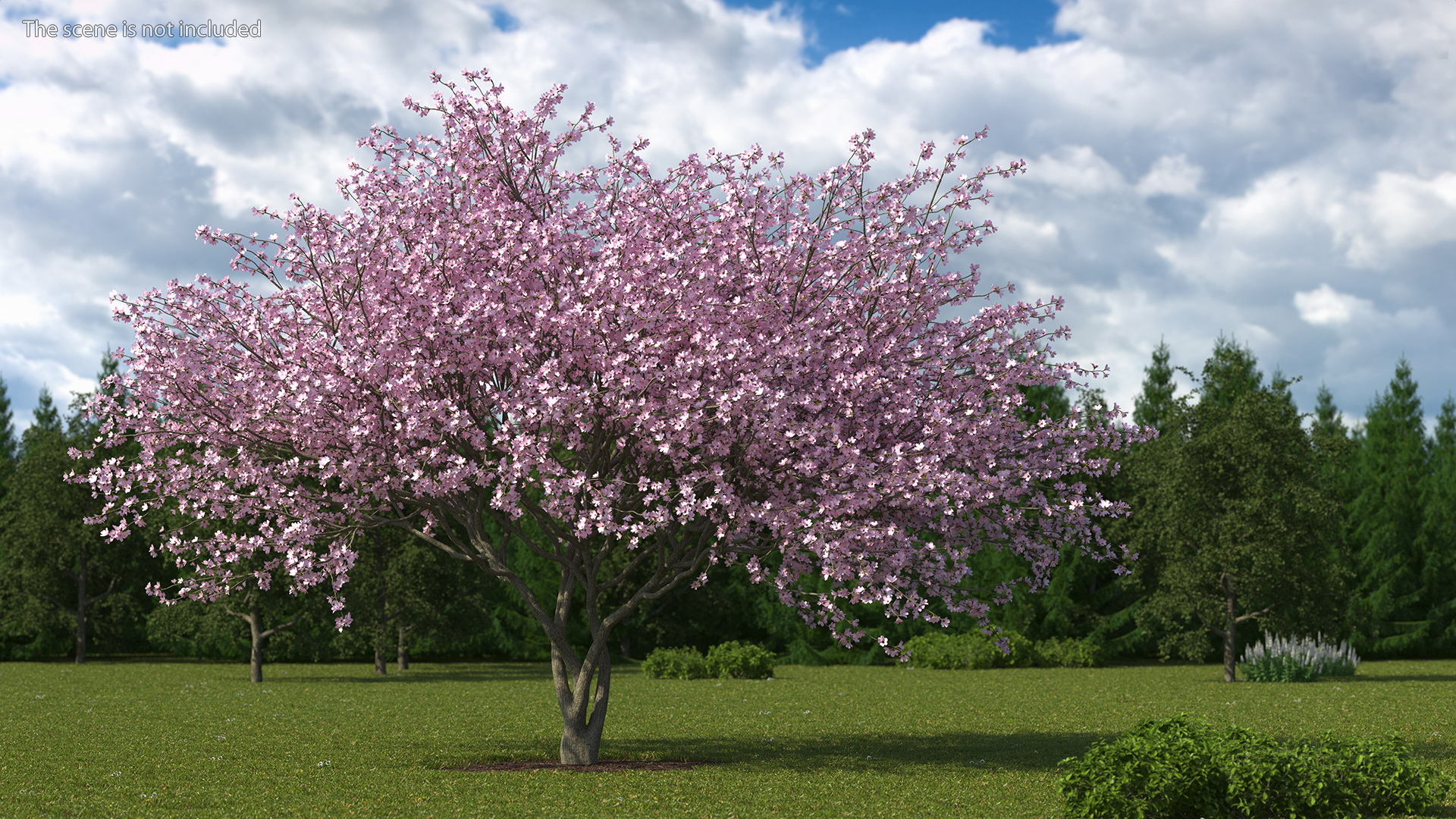 3D Flowering Purple Leaf Plum Tree