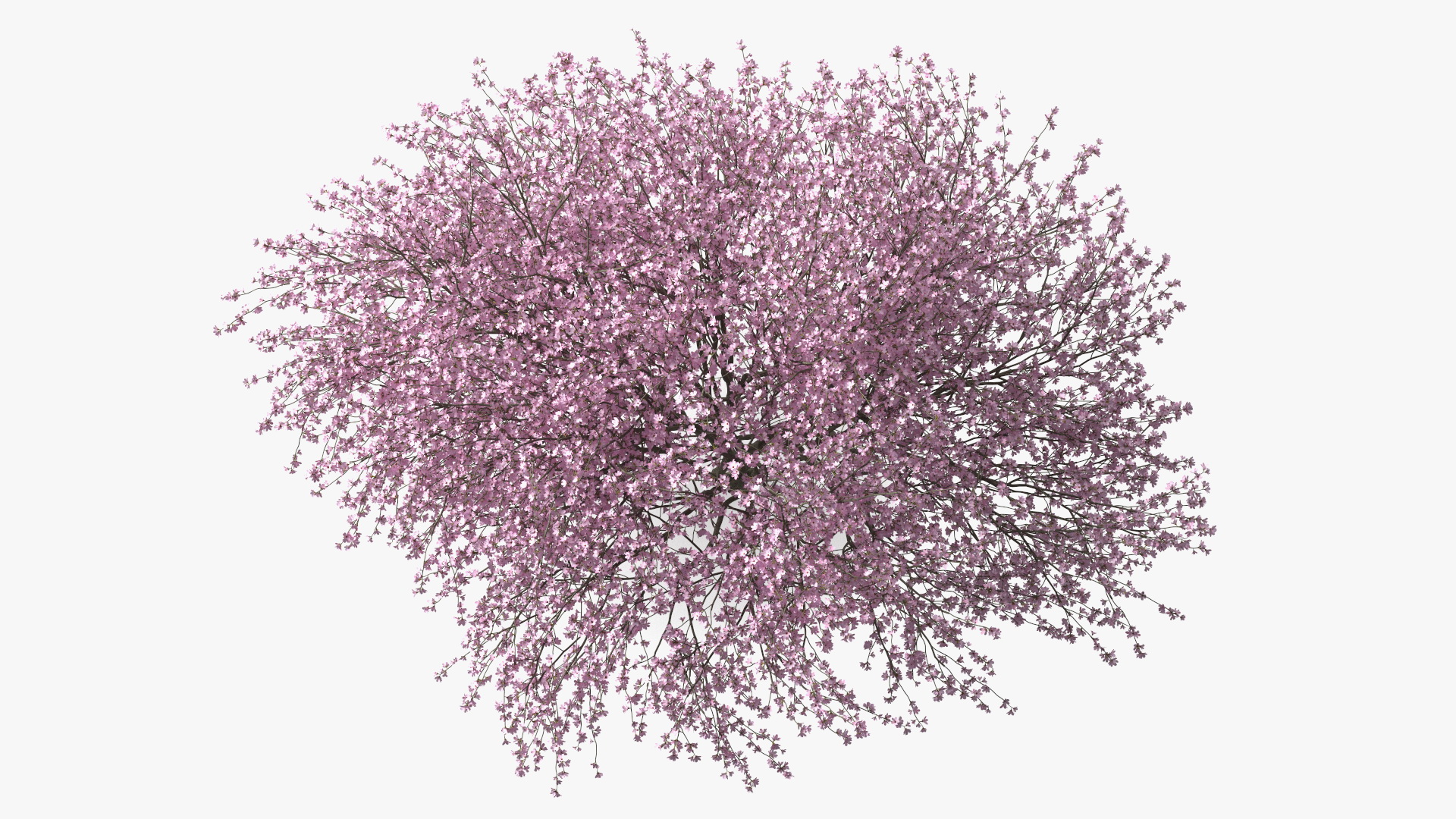 3D Flowering Purple Leaf Plum Tree