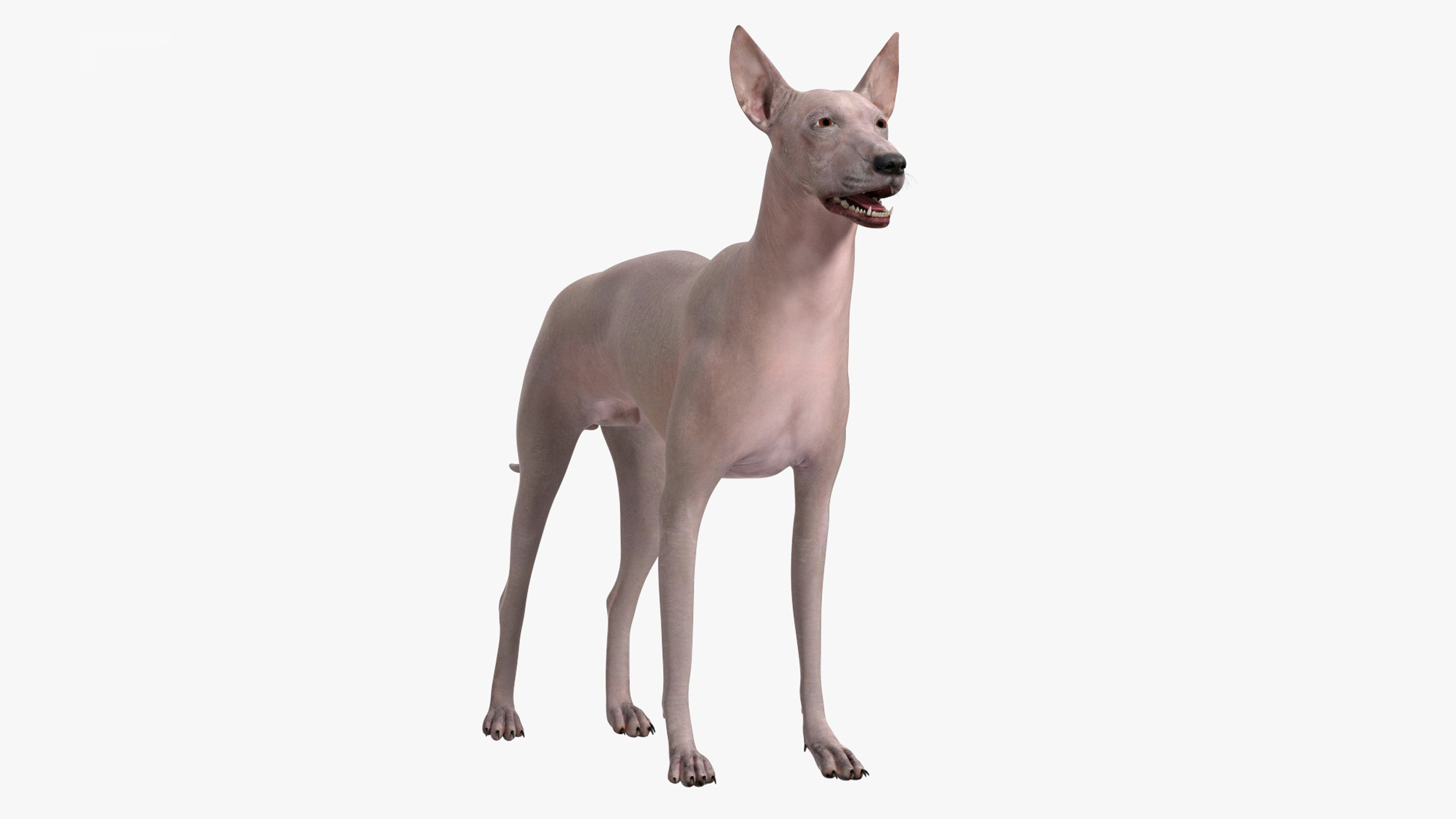 3D Xolo Hairless Mexican Dog Fawn Rigged for Cinema 4D