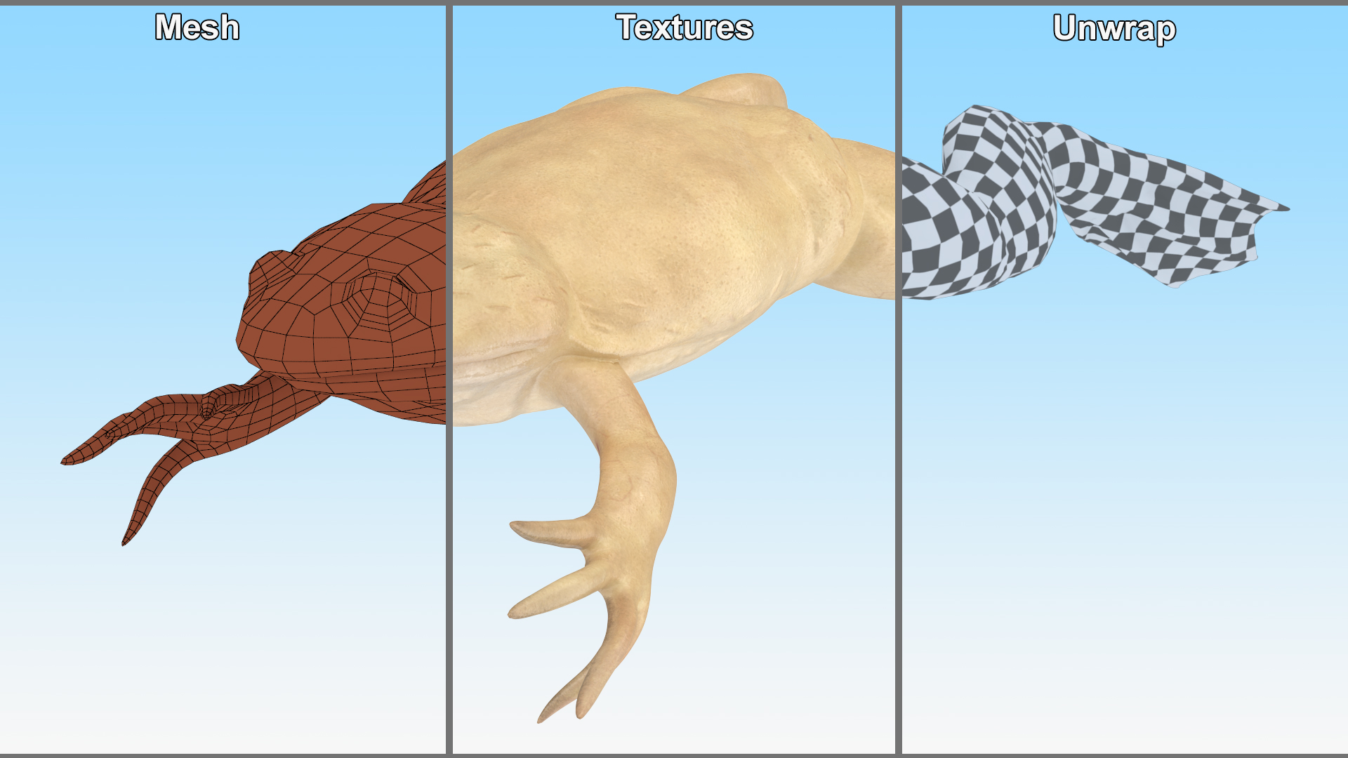 Xenopus African Clawed Toad Jump Pose 3D