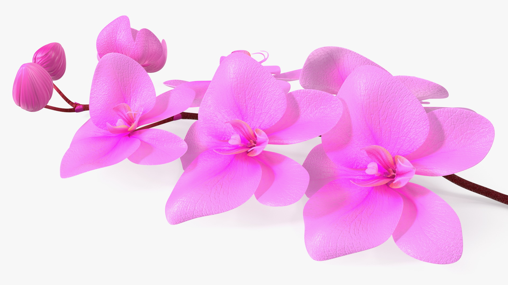 3D model Small Stem of Pink Orchid