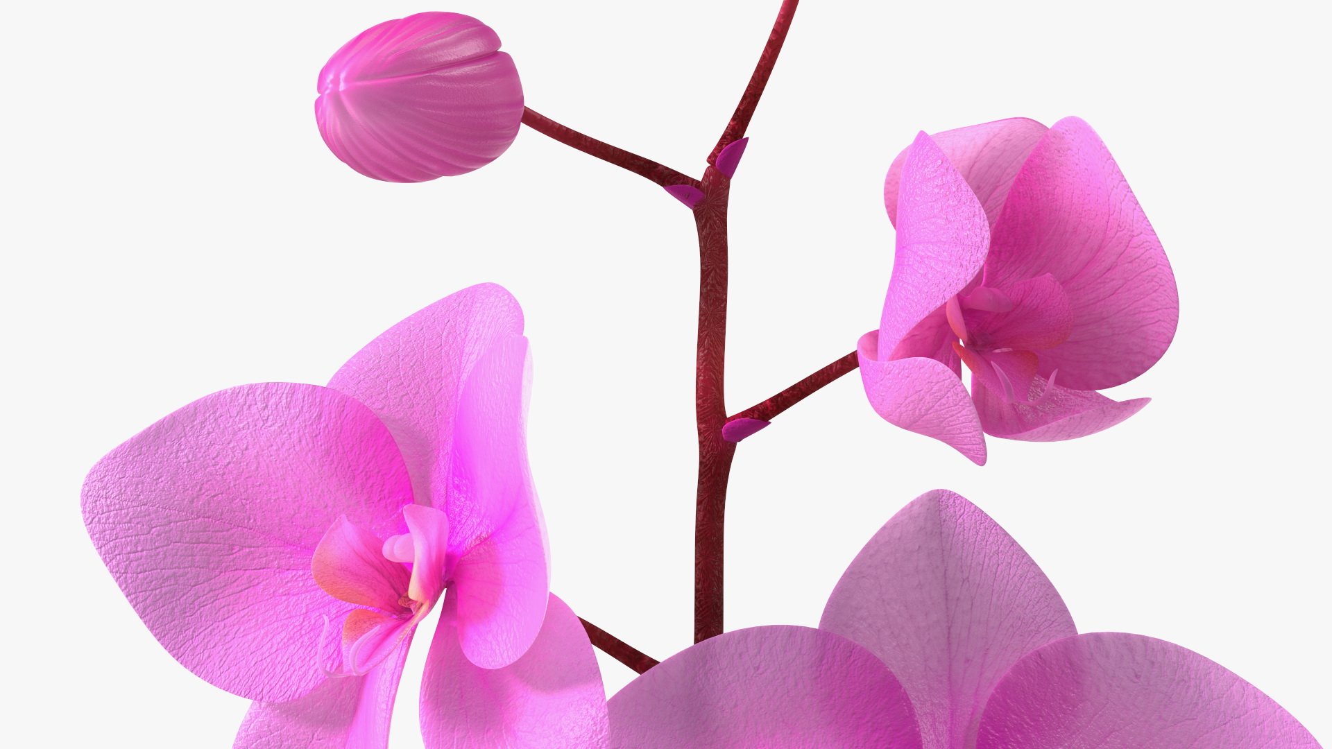 3D model Small Stem of Pink Orchid