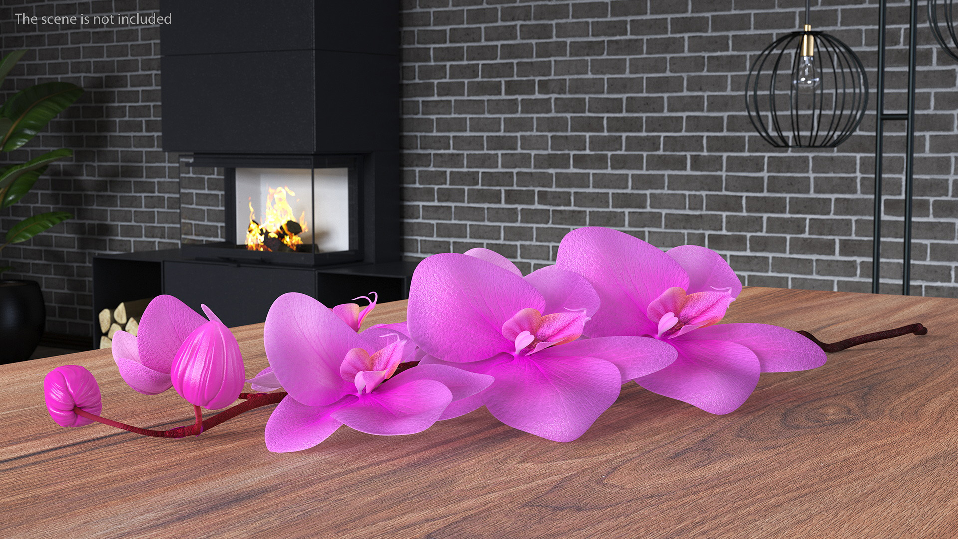 3D model Small Stem of Pink Orchid