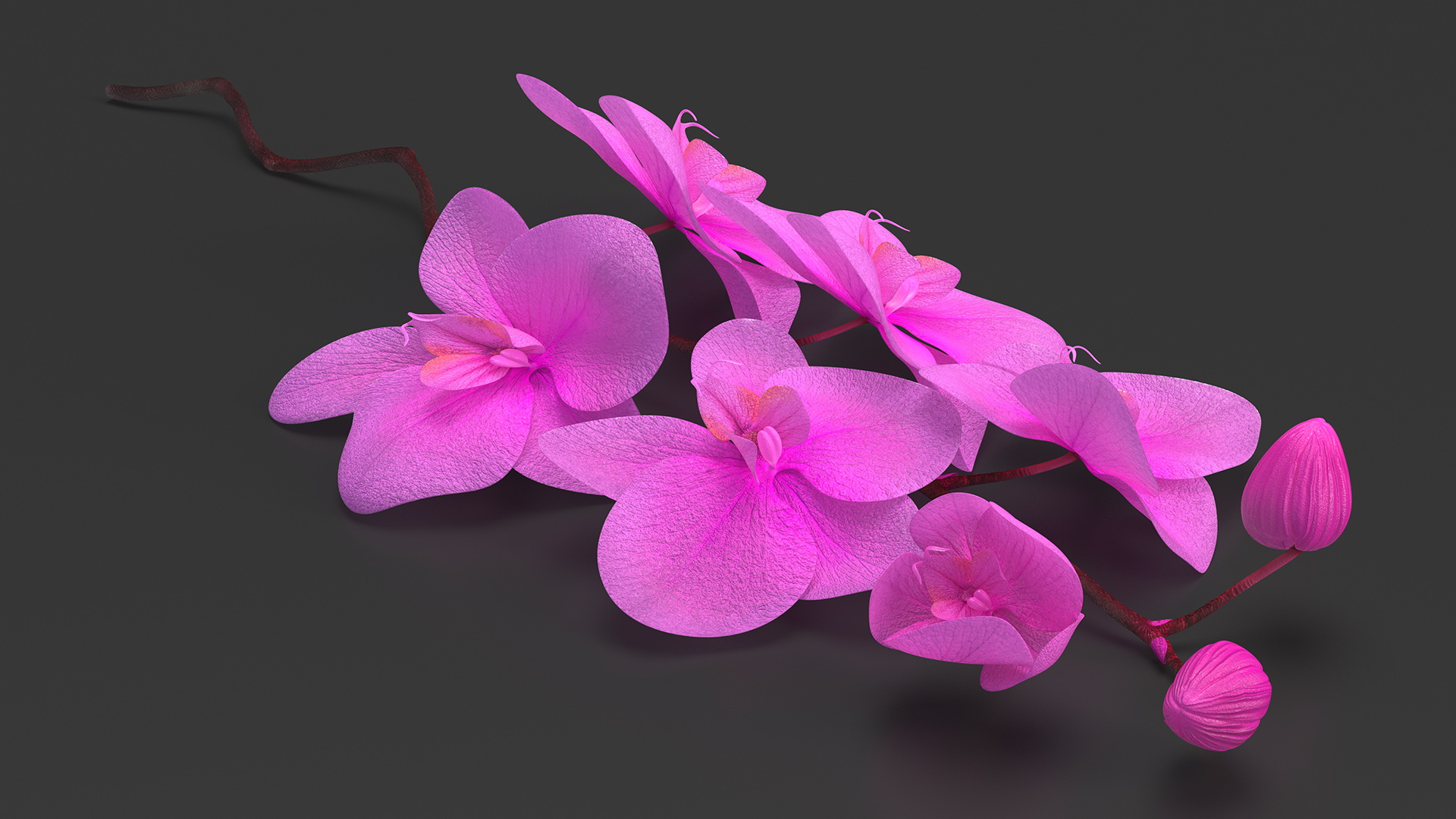 3D model Small Stem of Pink Orchid