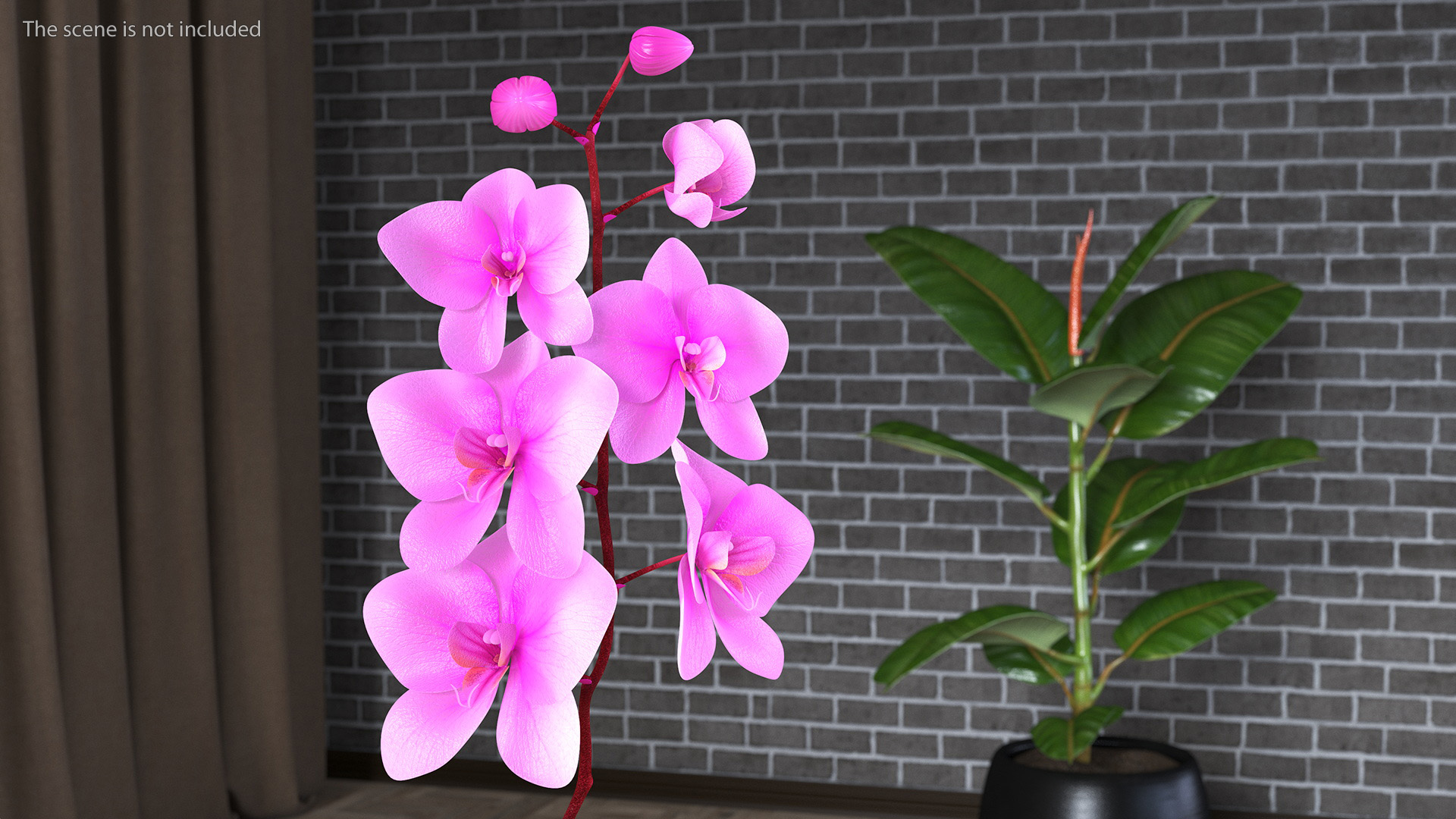 3D model Small Stem of Pink Orchid