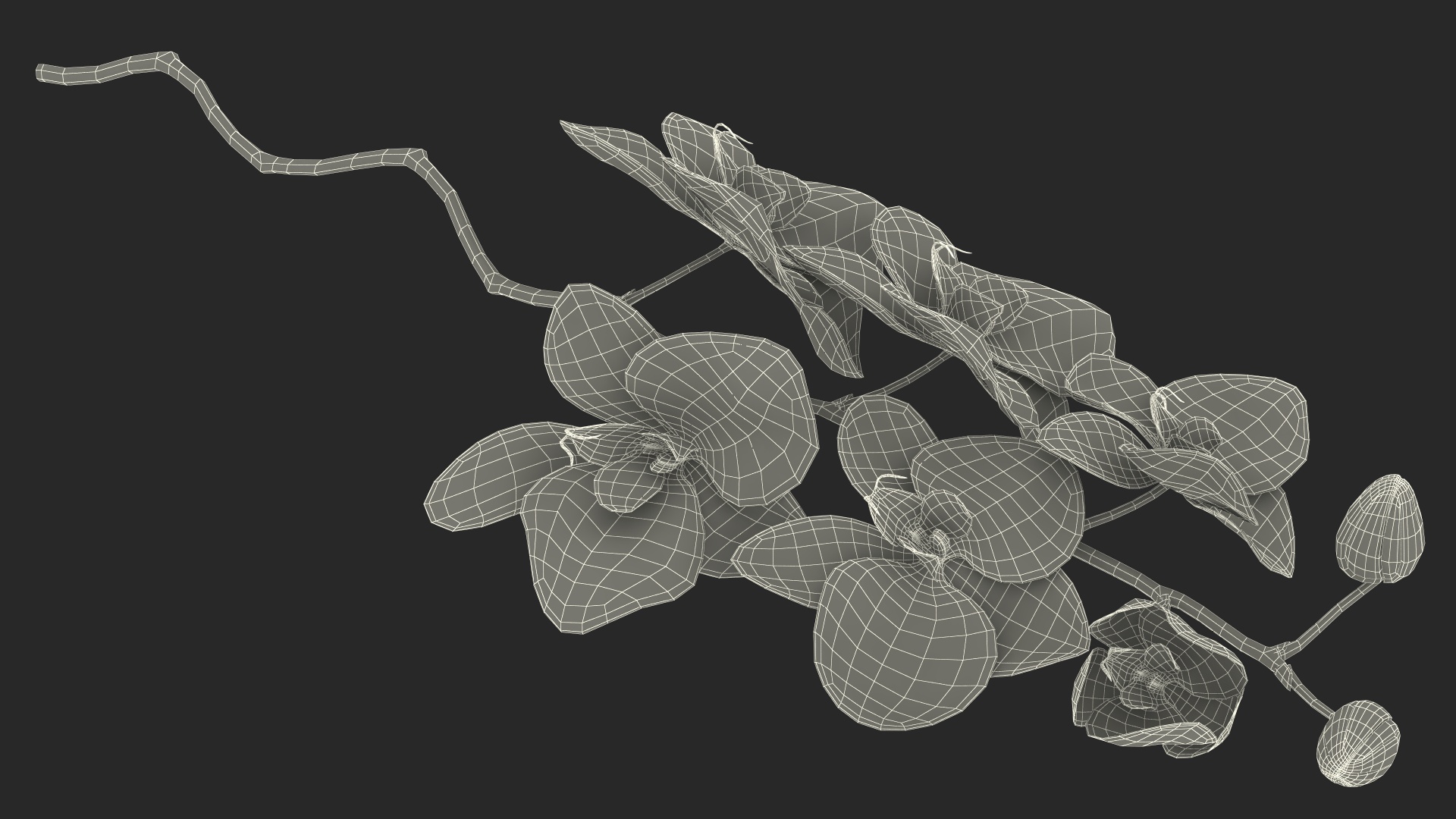 3D model Small Stem of Pink Orchid