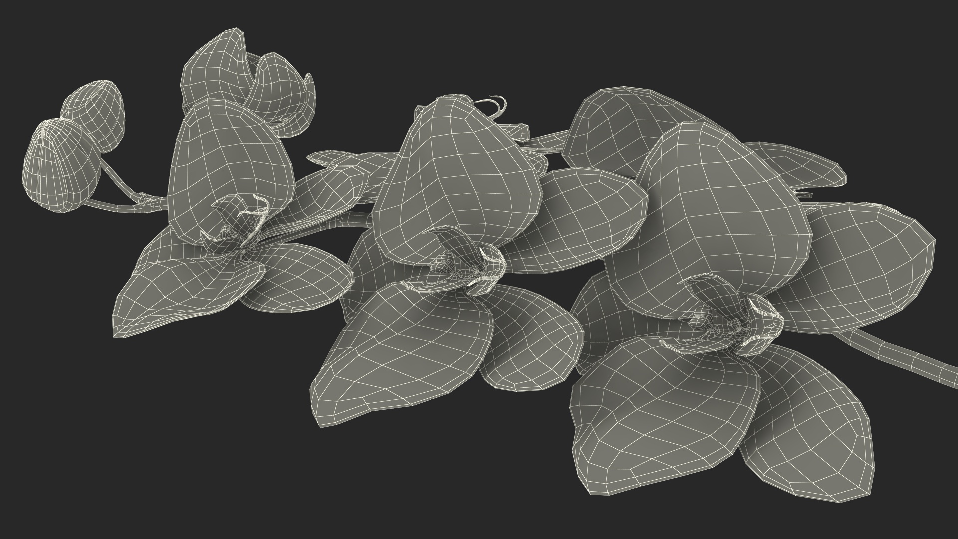 3D model Small Stem of Pink Orchid