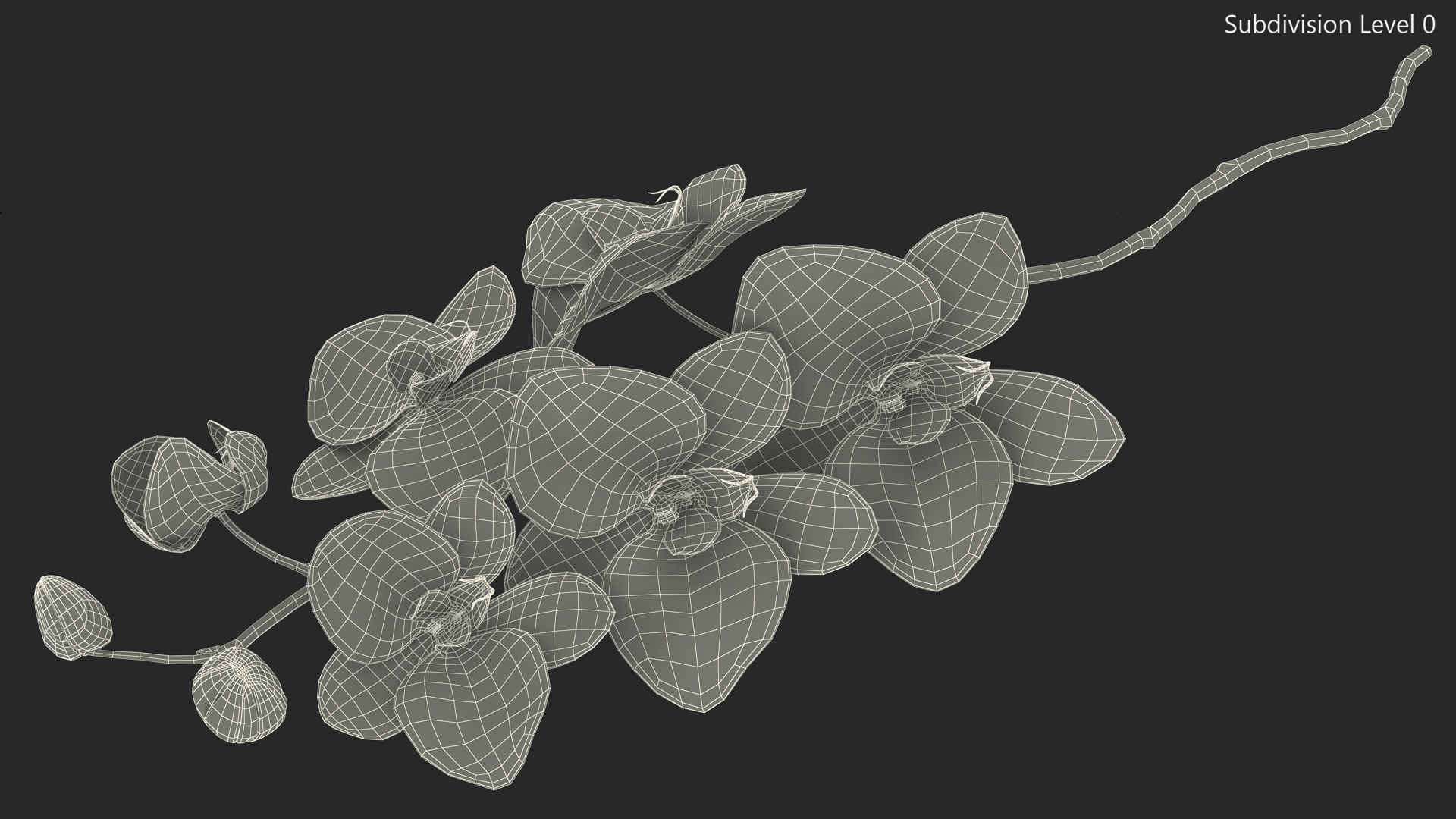 3D model Small Stem of Pink Orchid