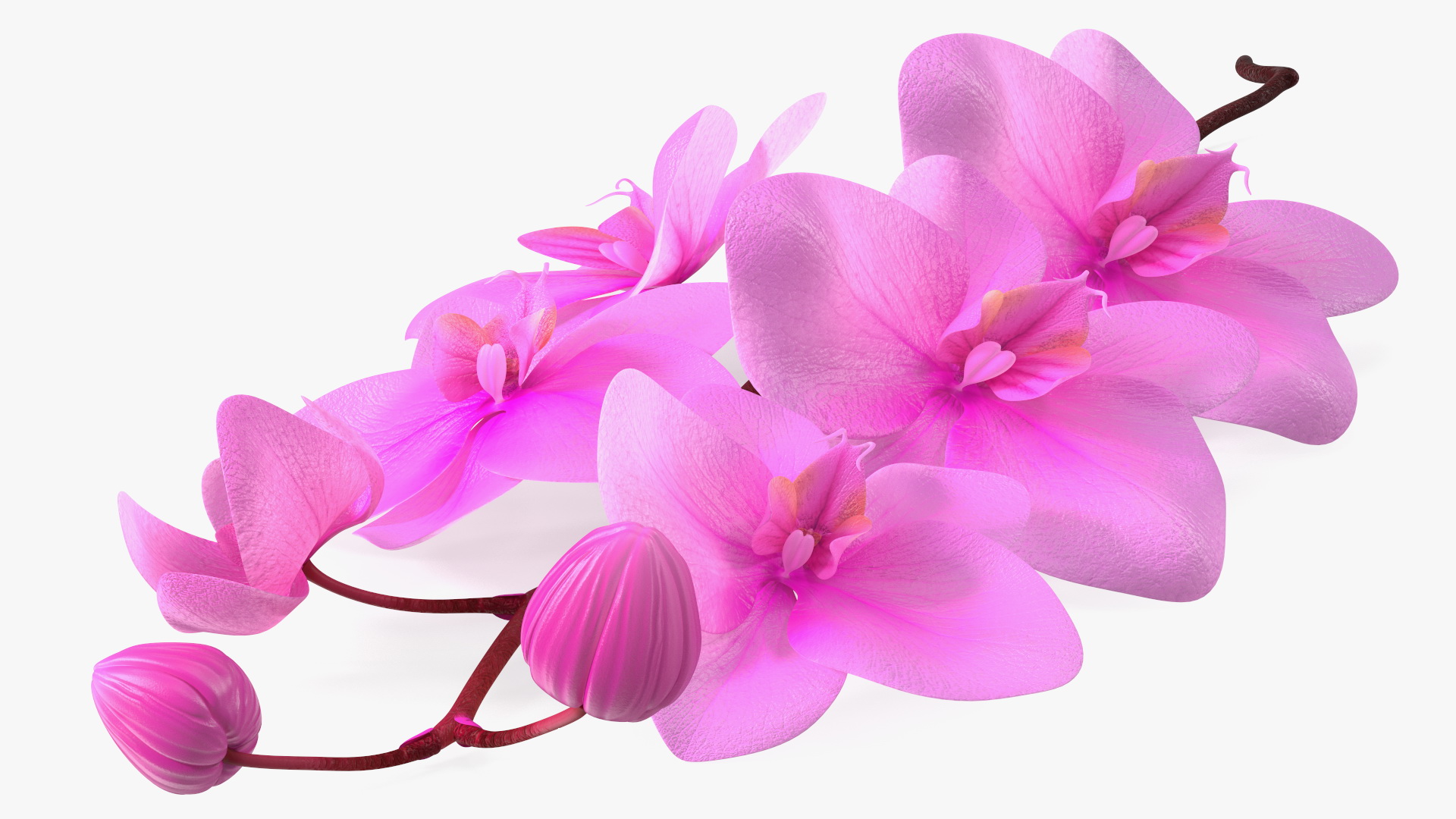 3D model Small Stem of Pink Orchid