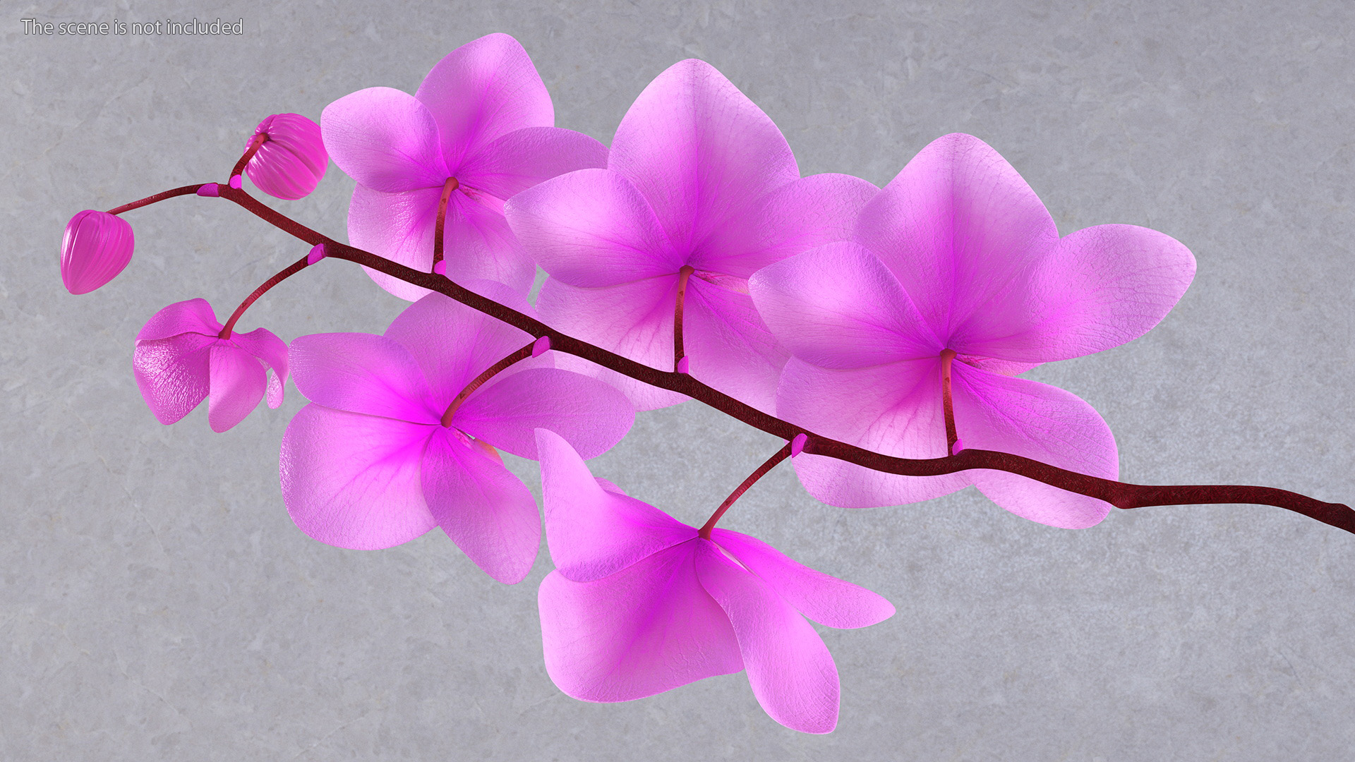 3D model Small Stem of Pink Orchid
