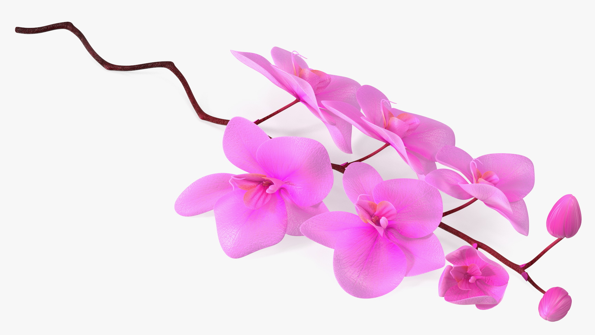 3D model Small Stem of Pink Orchid