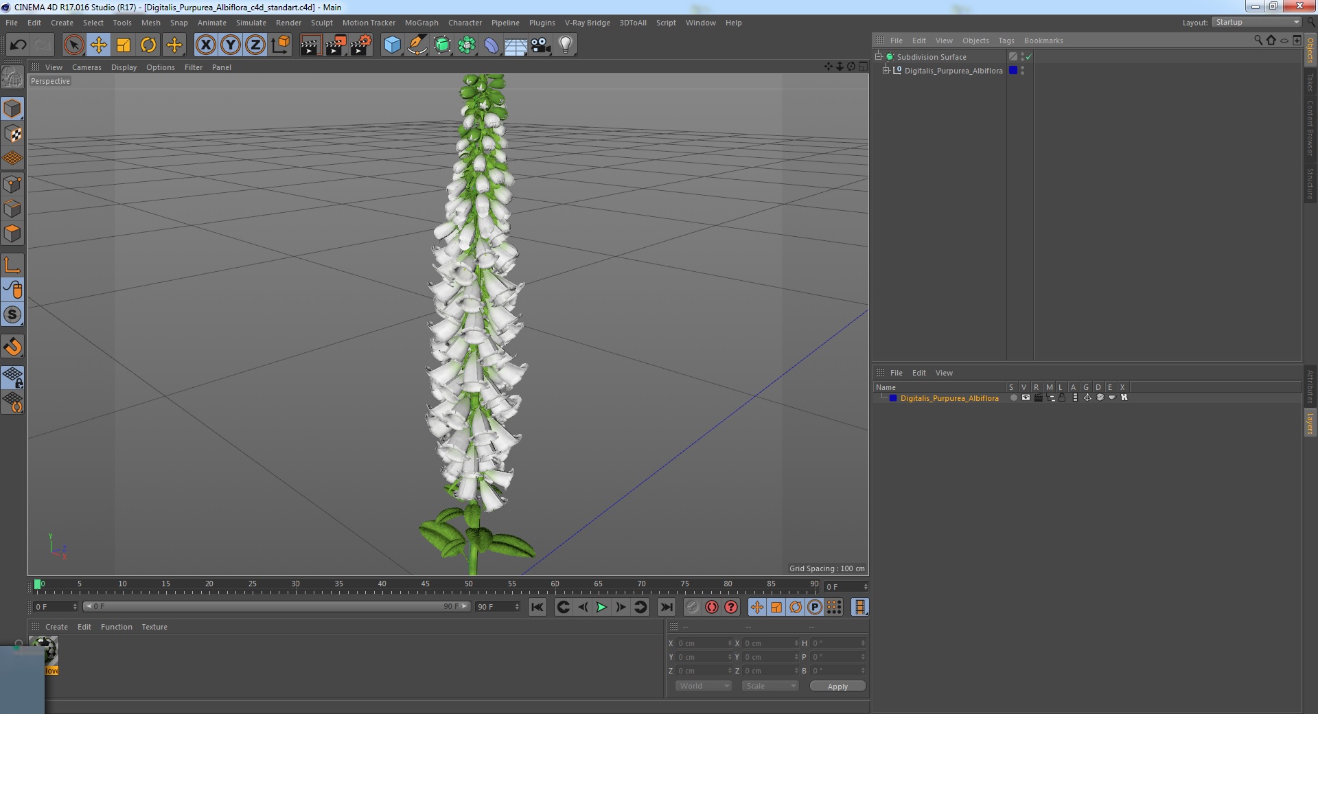 3D Digitalis Purpurea Albiflora model