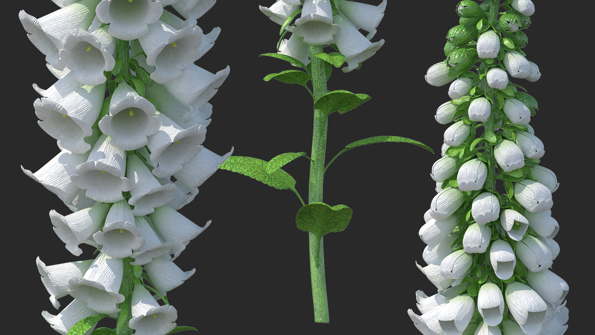 3D Digitalis Purpurea Albiflora model