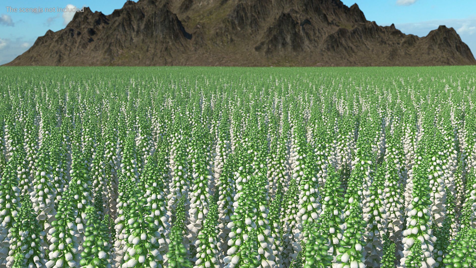3D Digitalis Purpurea Albiflora model