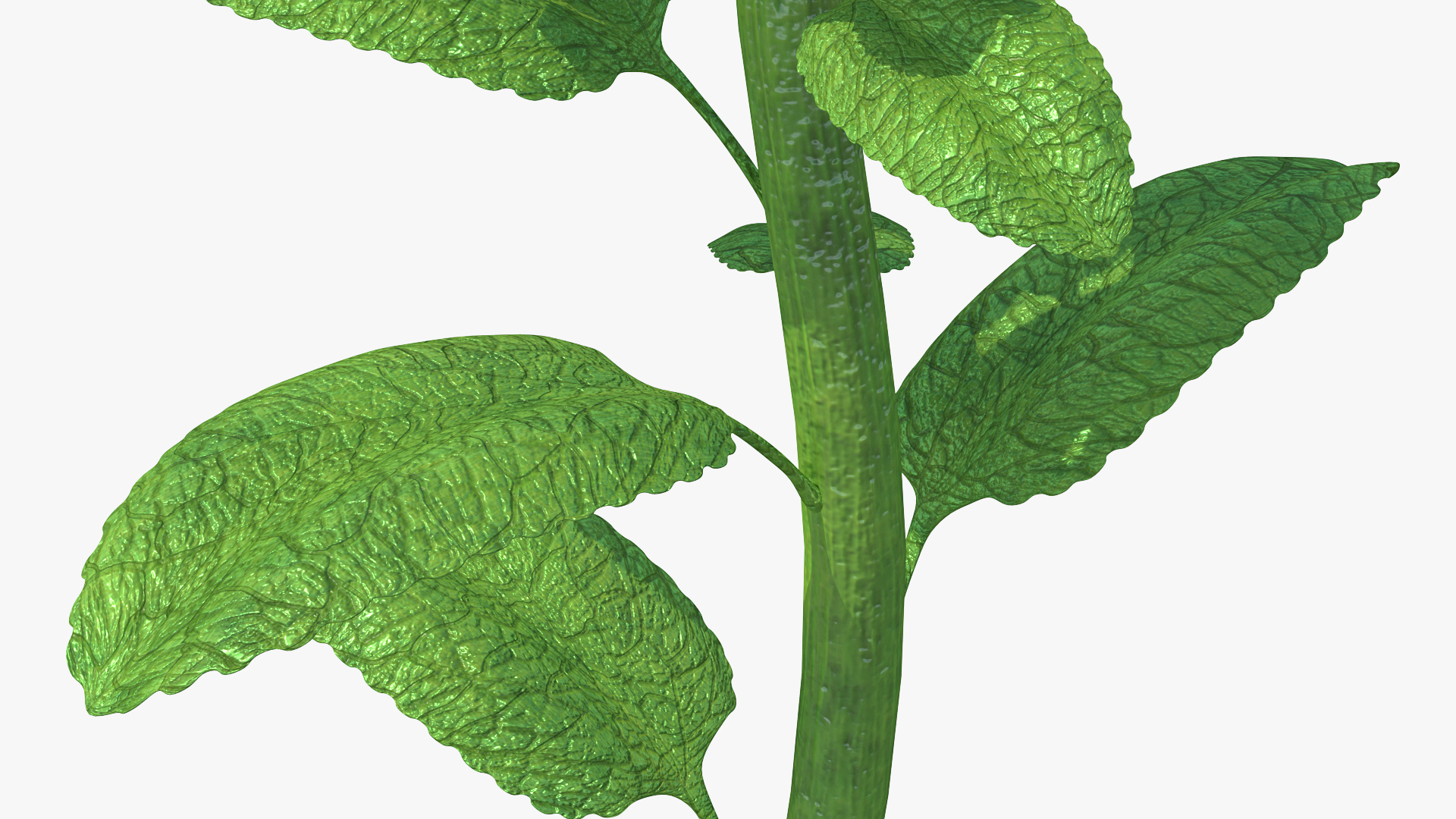 3D Digitalis Purpurea Albiflora model