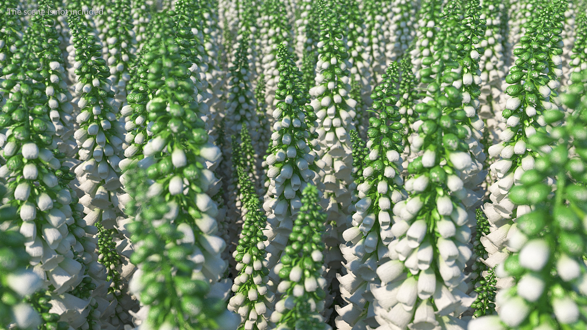 3D Digitalis Purpurea Albiflora model
