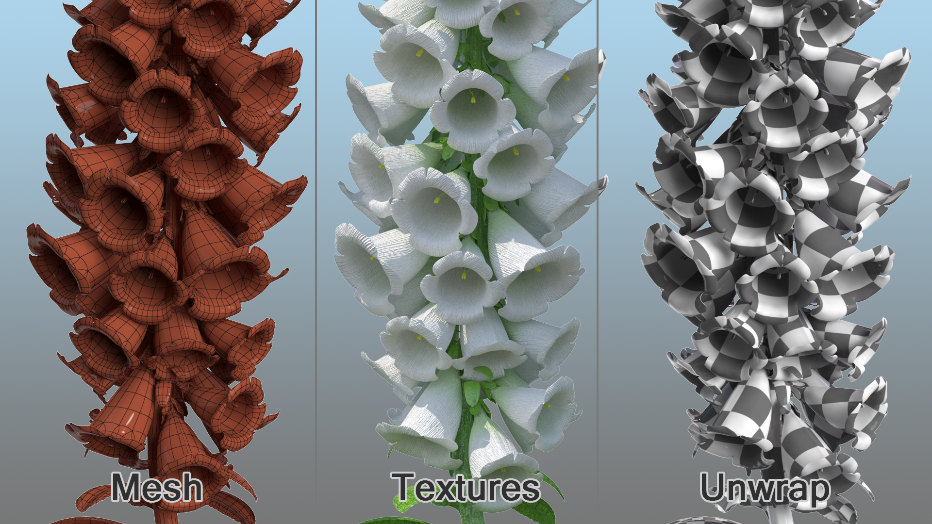 3D Digitalis Purpurea Albiflora model
