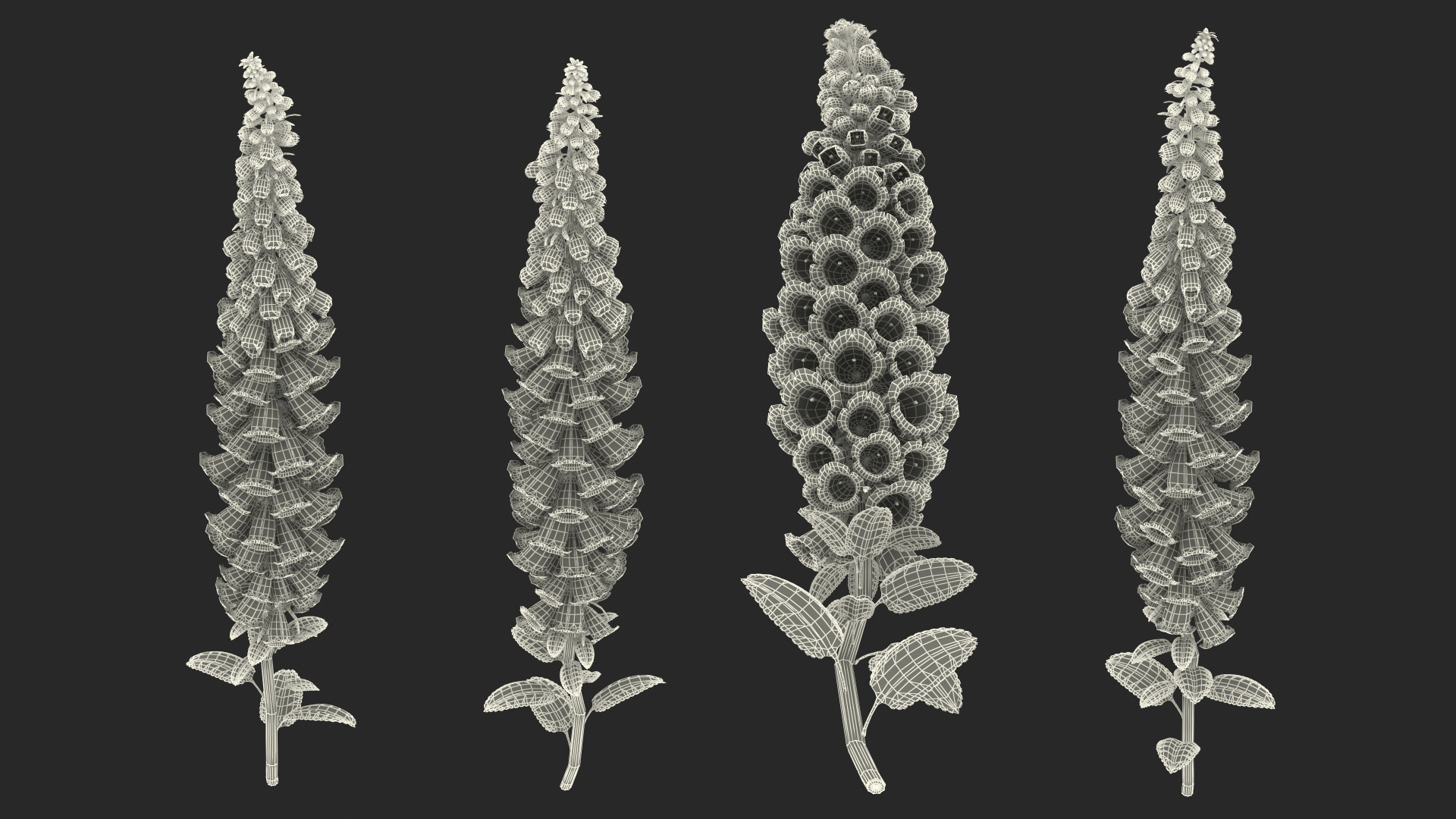 3D Digitalis Purpurea Albiflora model