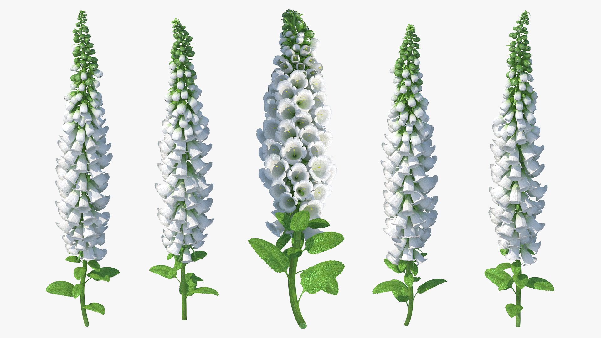 3D Digitalis Purpurea Albiflora model