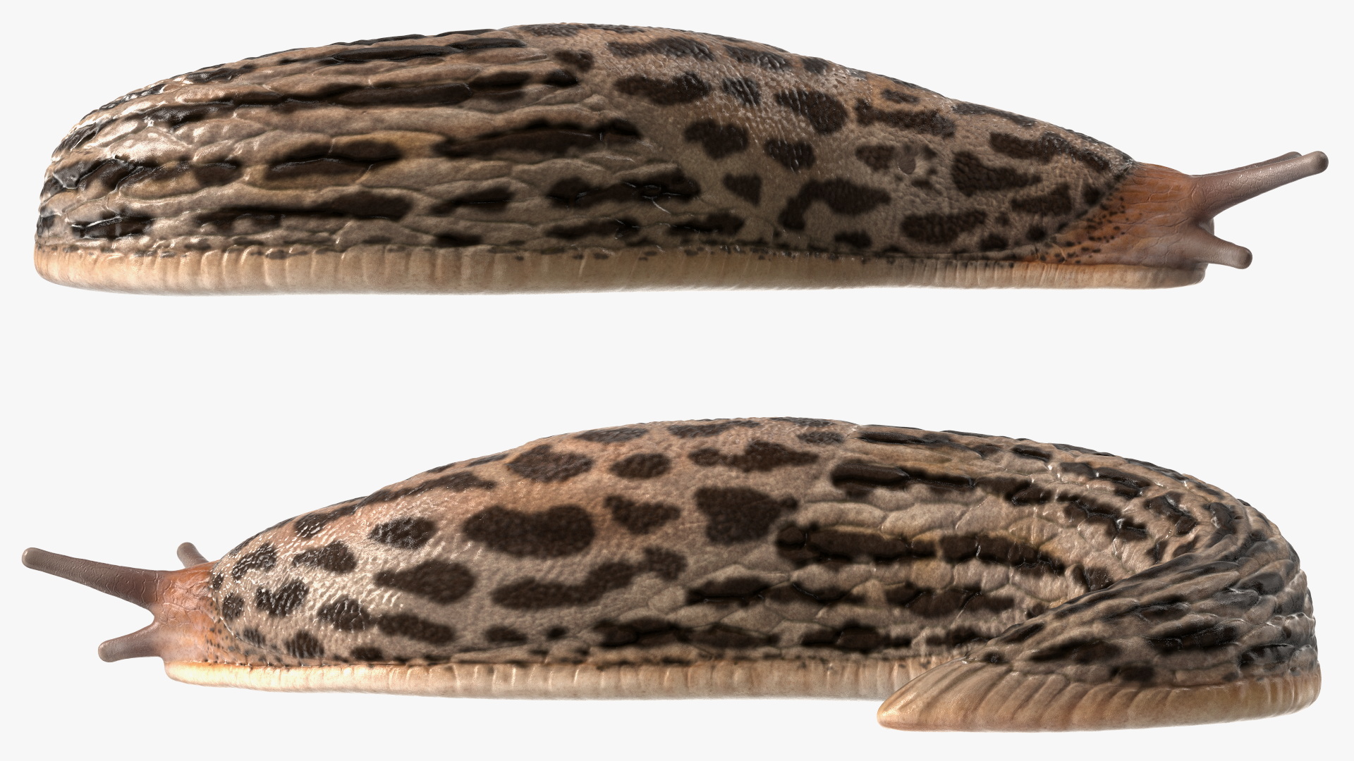 3D Slug Limax Maximums Crawling model