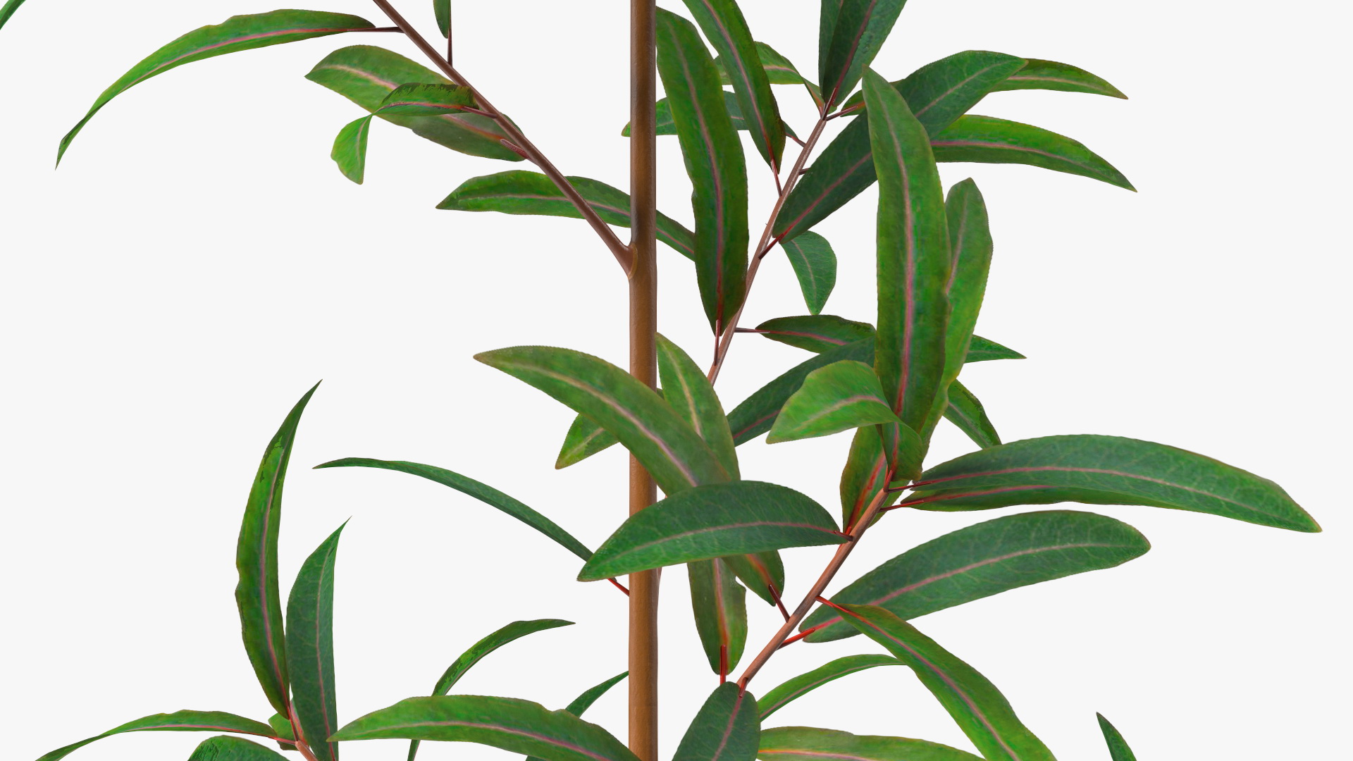 Euphorbia Griffithii Branch 3D
