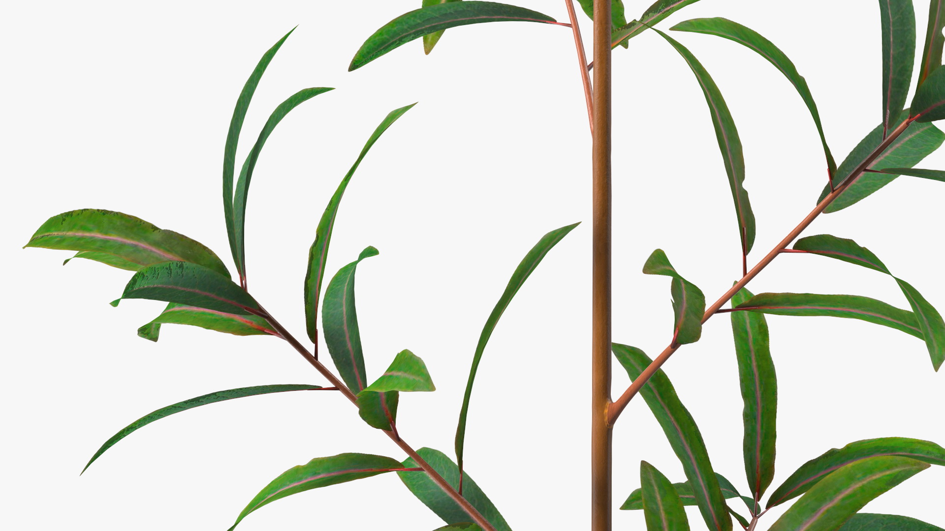 Euphorbia Griffithii Branch 3D