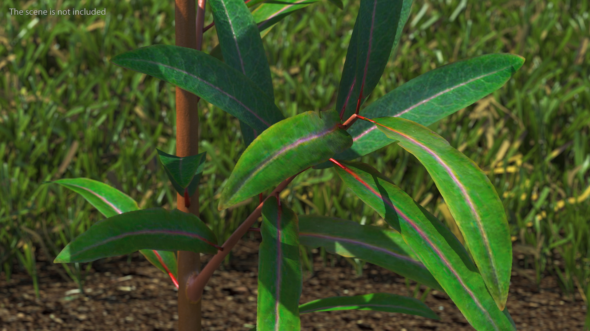 Euphorbia Griffithii Branch 3D