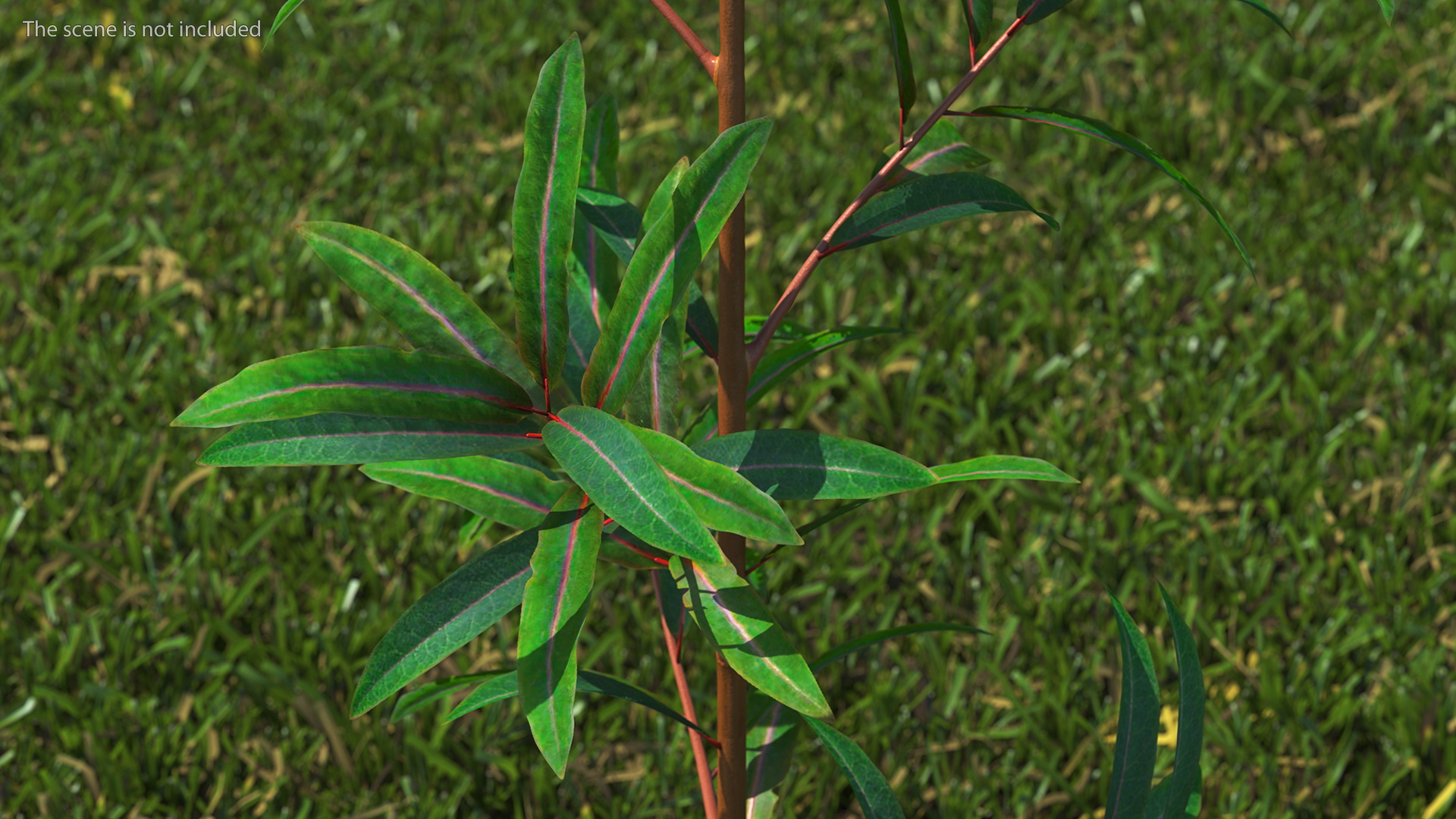 Euphorbia Griffithii Branch 3D