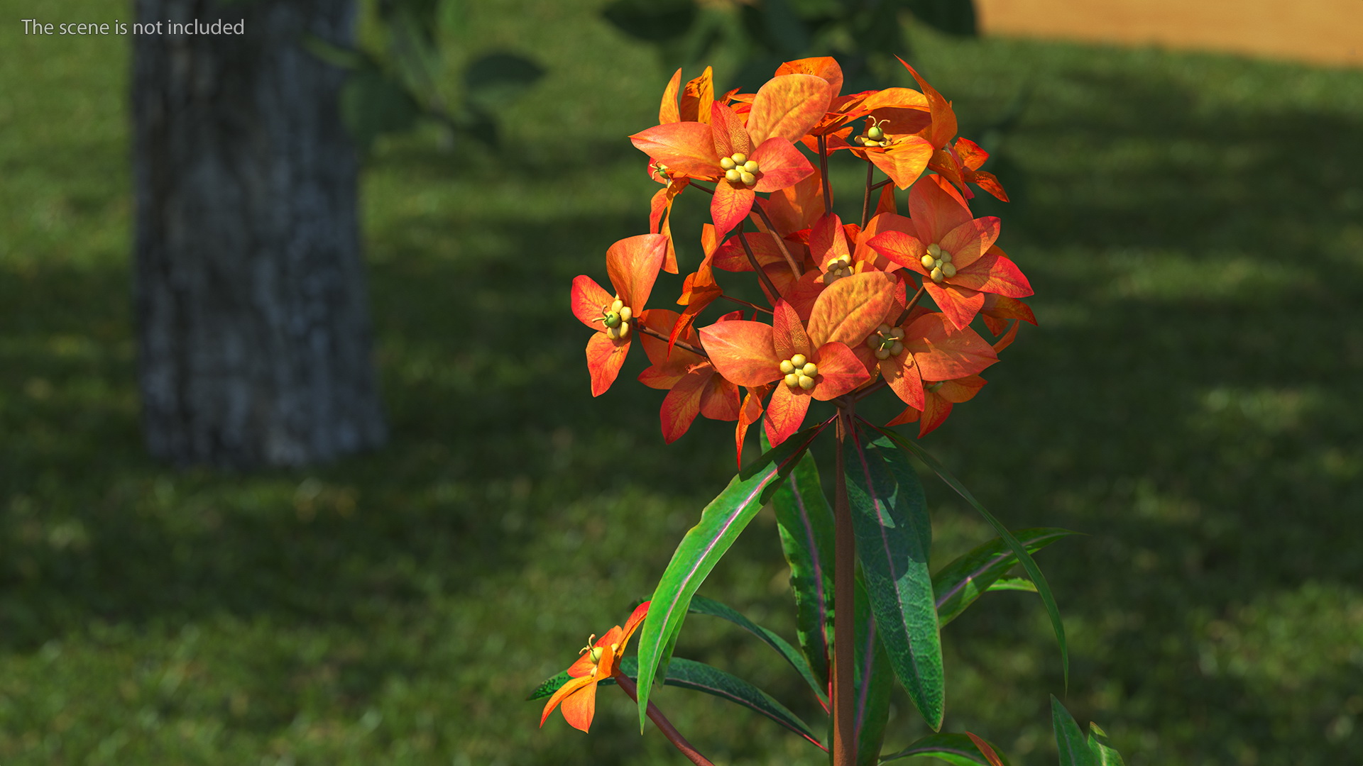 Euphorbia Griffithii Branch 3D
