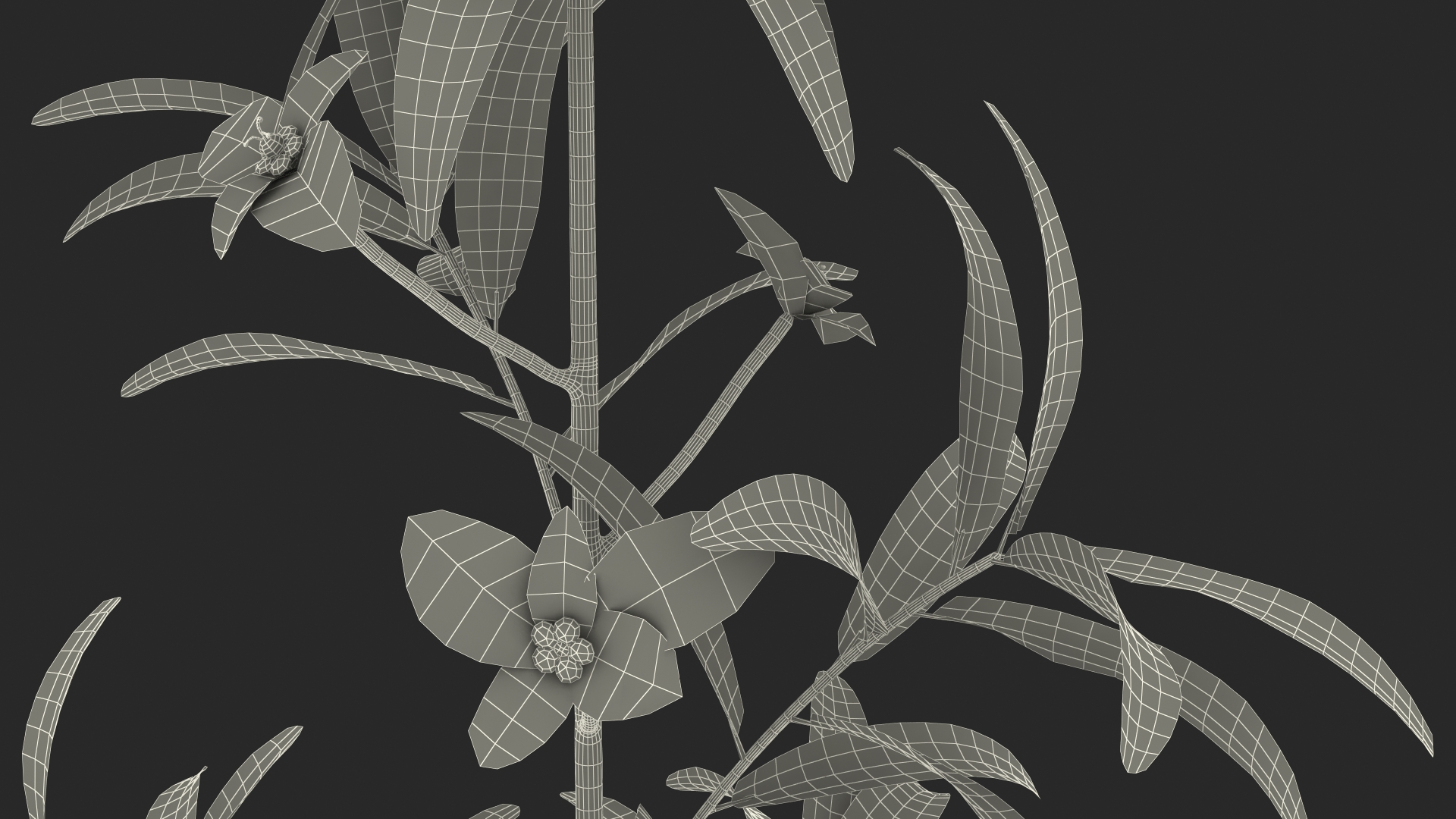 Euphorbia Griffithii Branch 3D