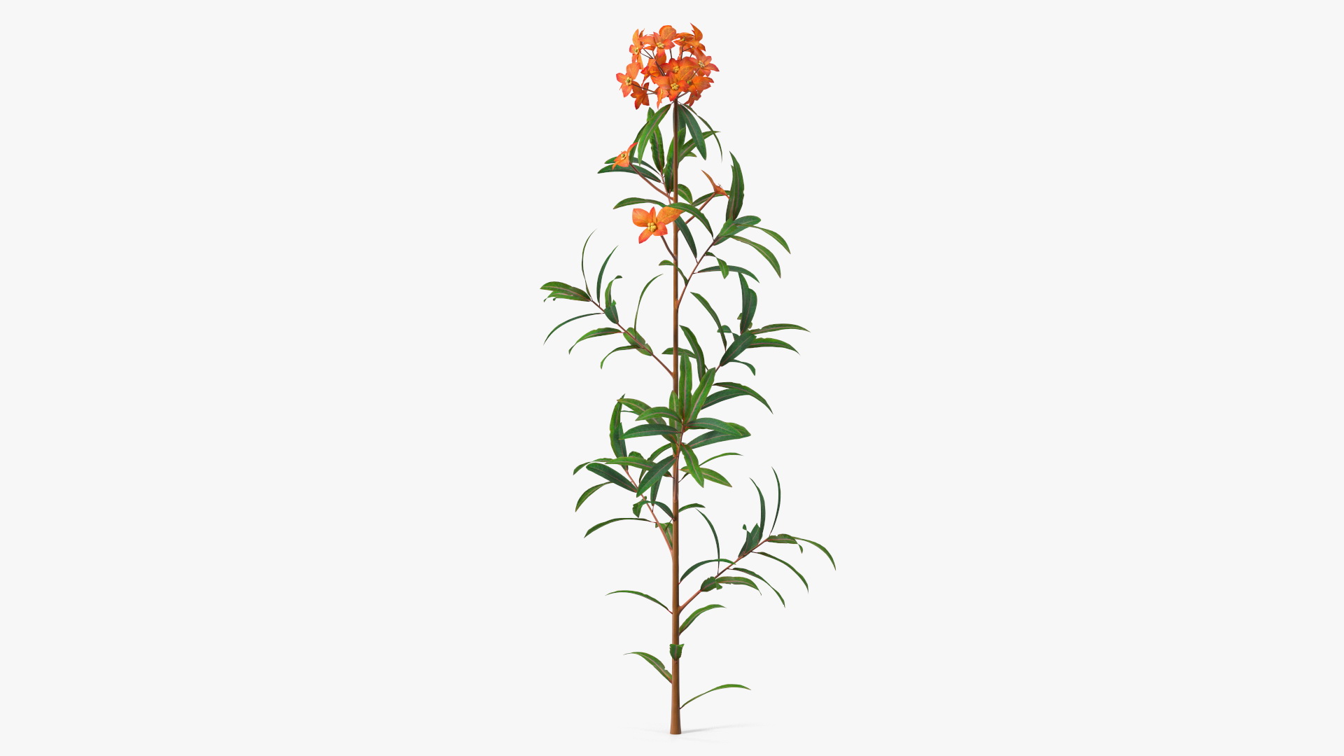 Euphorbia Griffithii Branch 3D