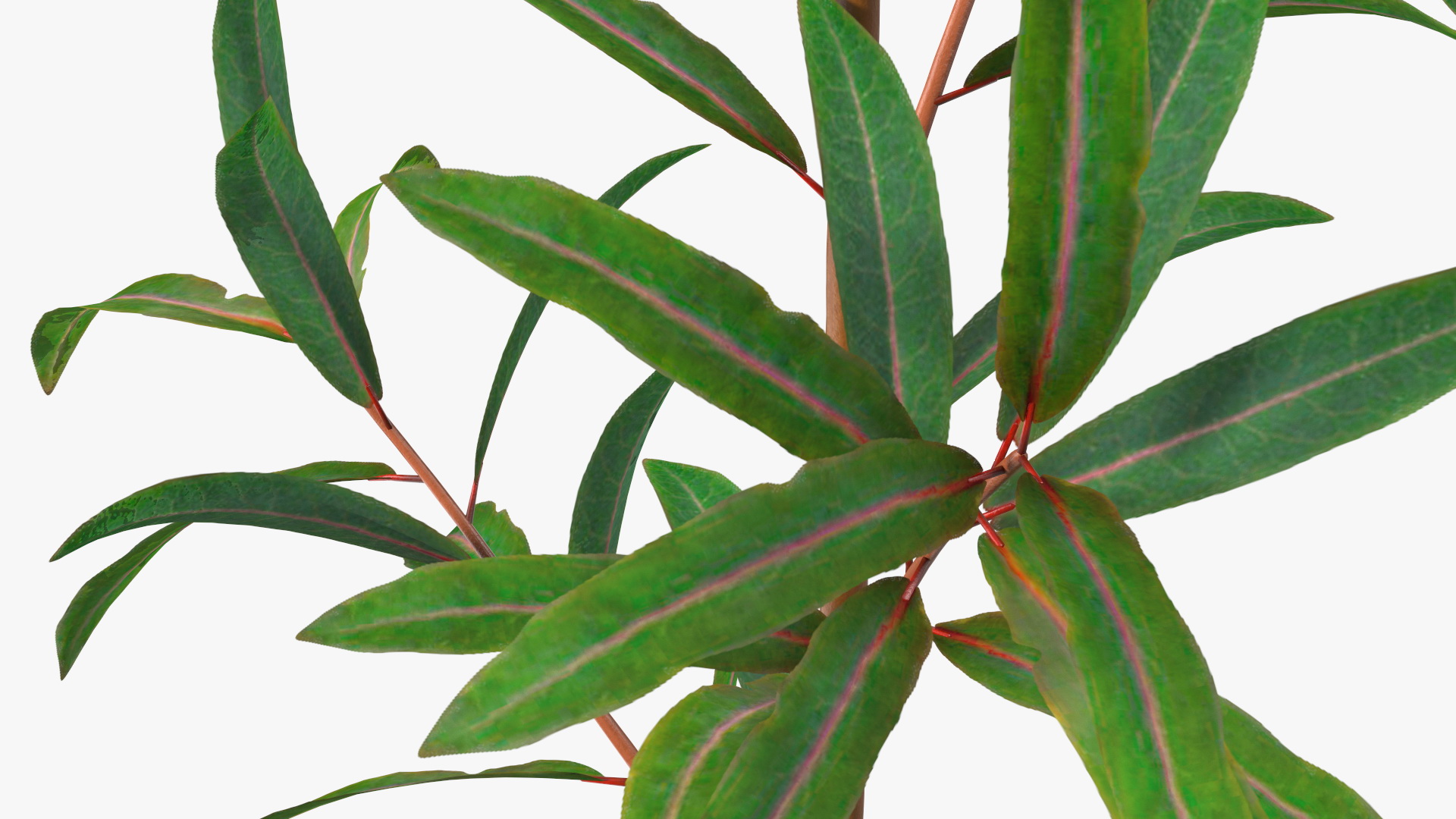 Euphorbia Griffithii Branch 3D